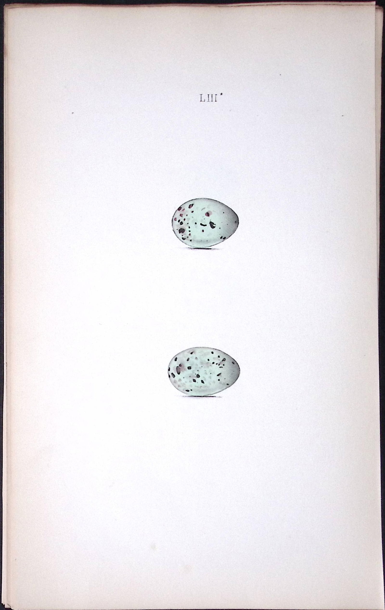 Pine Grosbeak William Hewitson Antique Nests & Eggs of British Birds Print-59: Title: Pine Grosbeak William Hewitson Antique Nests & Eggs of British Birds Print-59 Description: This Antique Print Was Removed From a 170 Years-Old Edition William Hewitson.