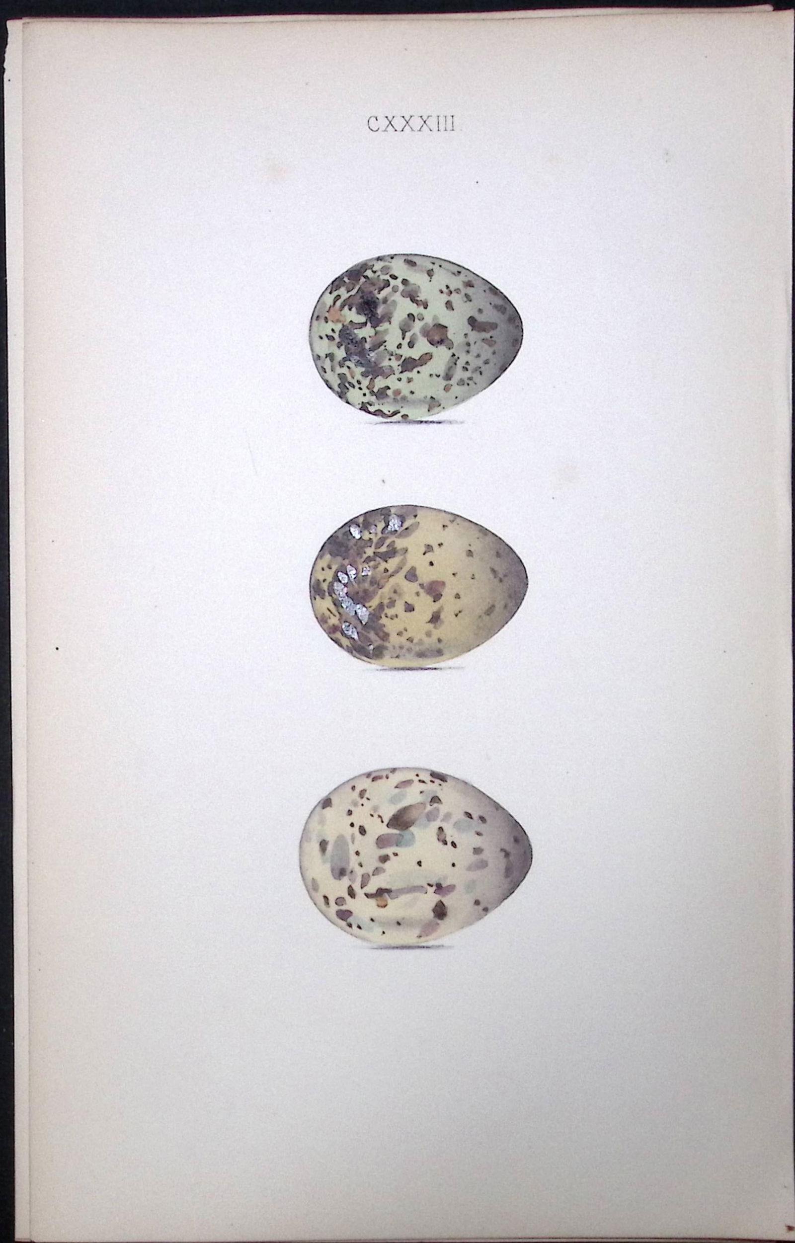 Arctic & Whiskered Tern Hewitson Antique Nests & Eggs of British Birds Print-107: Title: Arctic & Whiskered Tern Hewitson Antique Nests & Eggs of British Birds Print-107 Description: This Antique Print Was Removed From a 170 Years-Old Edition William Hewit