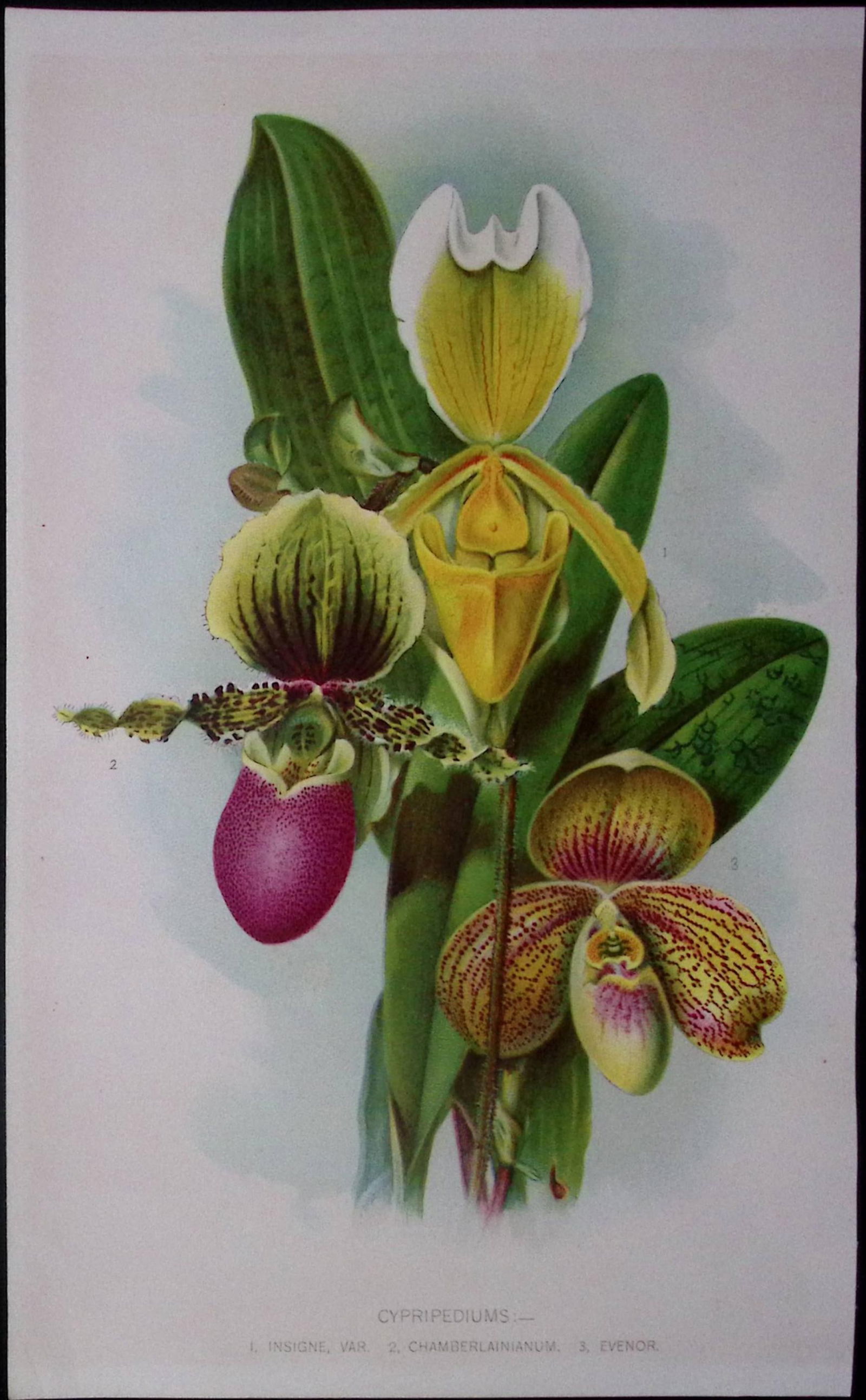 Cypripediums Orchids Antique Edwardian Robert Thompson Print-18 (1 of 2)