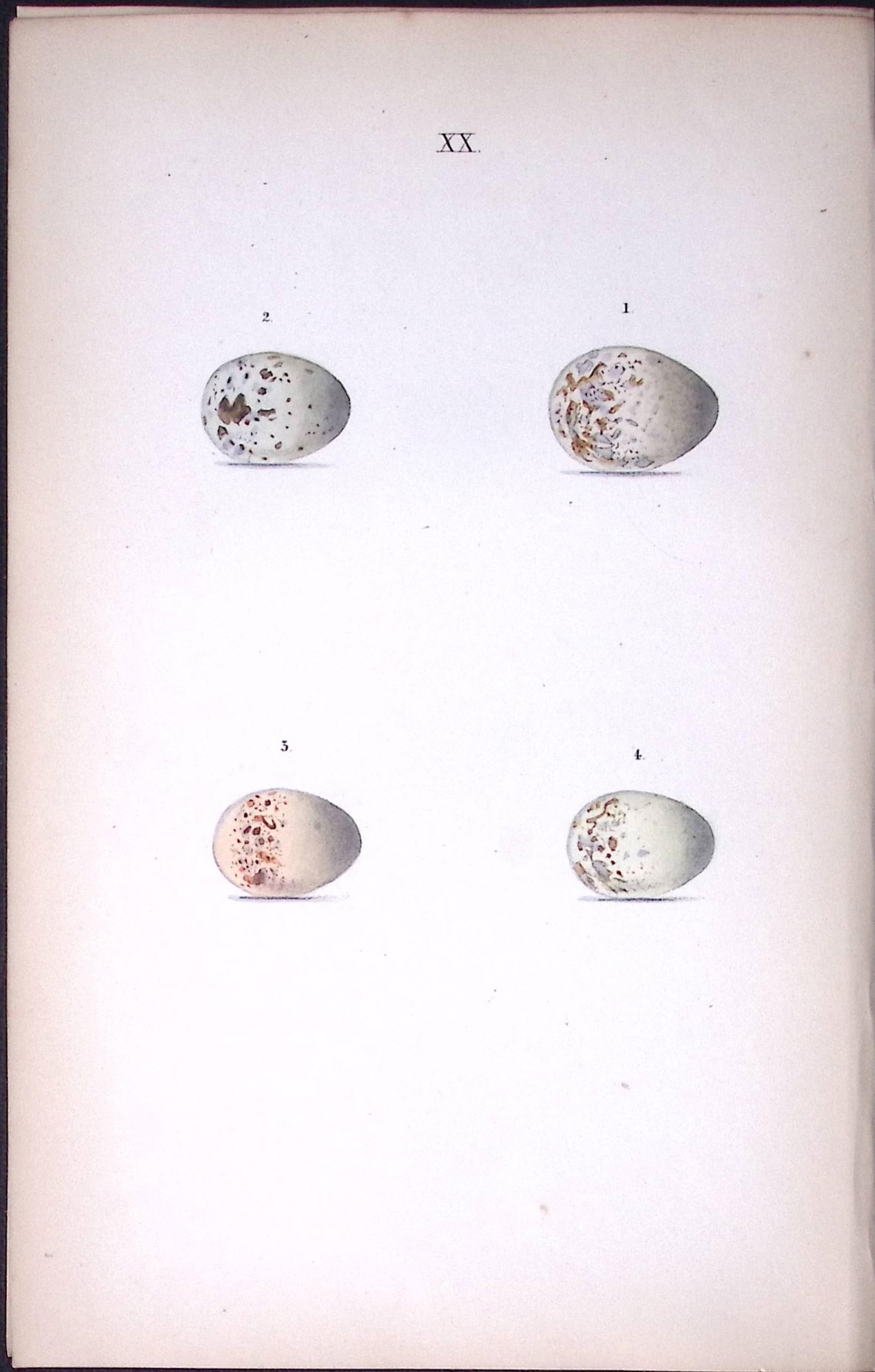 Great Grey Shrike - William Hewitson Antique Nests & Eggs of British Birds Print-35: Title: Great Grey Shrike - William Hewitson Antique Nests & Eggs of British Birds Print-35 Description: This Antique Print Was Removed From a 170 Years-Old Edition William Hewits