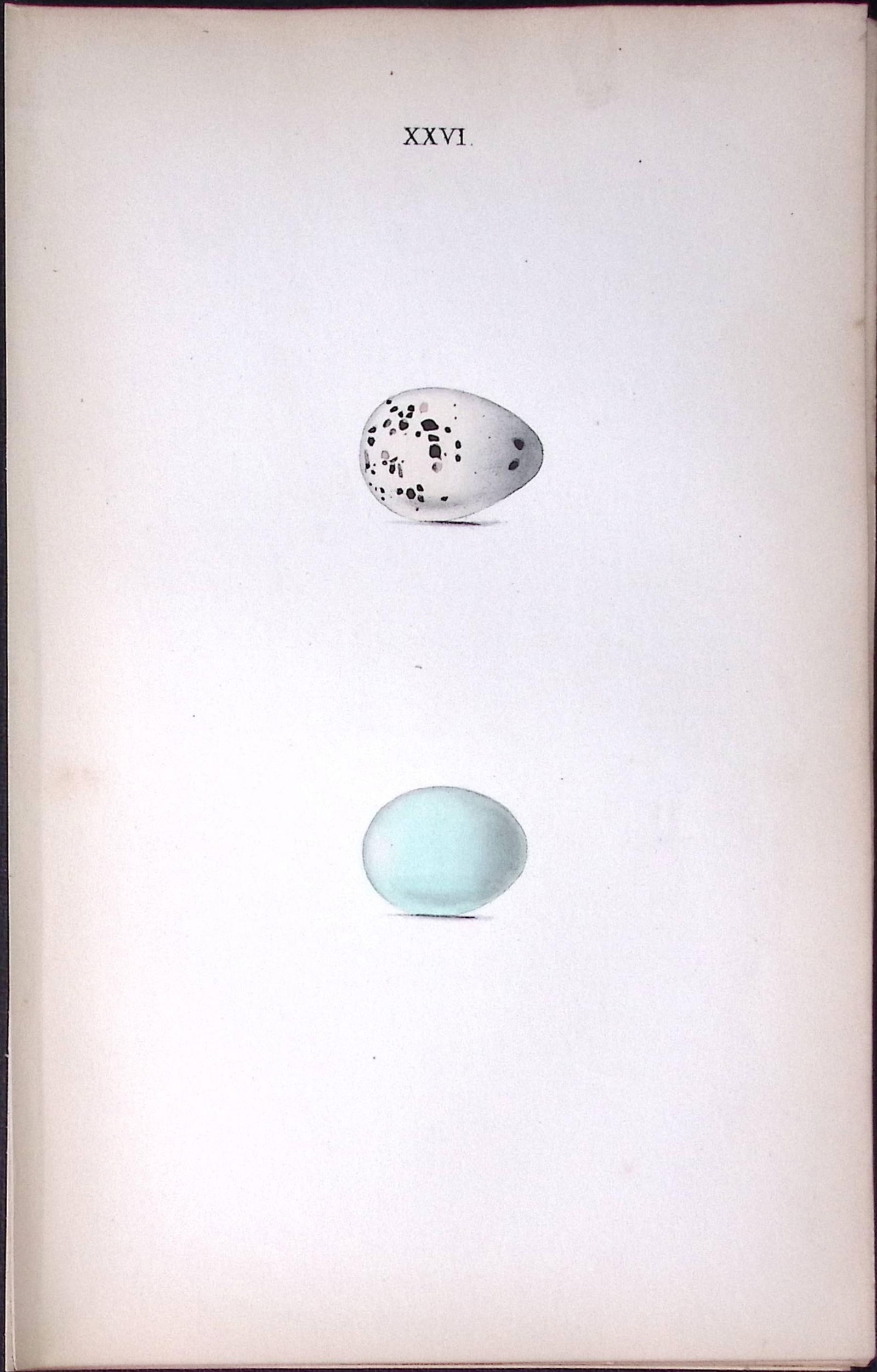 Rock-Thrush - William Hewitson Antique Nests & Eggs of British Birds Print-29: Title: Rock-Thrush - William Hewitson Antique Nests & Eggs of British Birds Print-29 Description: This Antique Print Was Removed From a 170 Years-Old Edition William Hewitson. Coloured