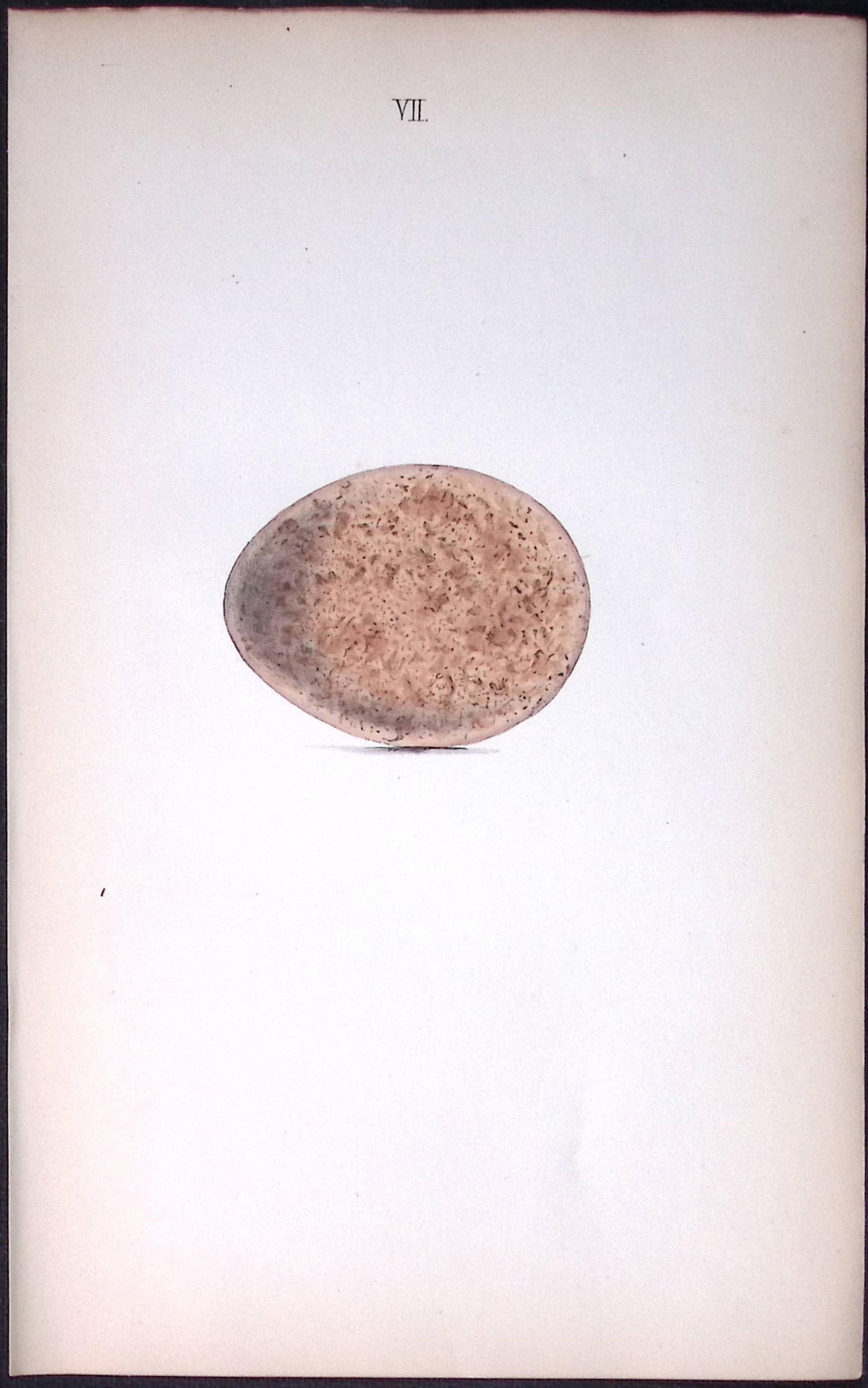 Iceland Falcon Hewitson Antique Nests & Eggs of British Birds Print-1: Title: Iceland Falcon Hewitson Antique Nests & Eggs of British Birds Print-1 Description: This Antique Print Was Removed From a 170 Years-Old Edition William Hewitson. Coloured