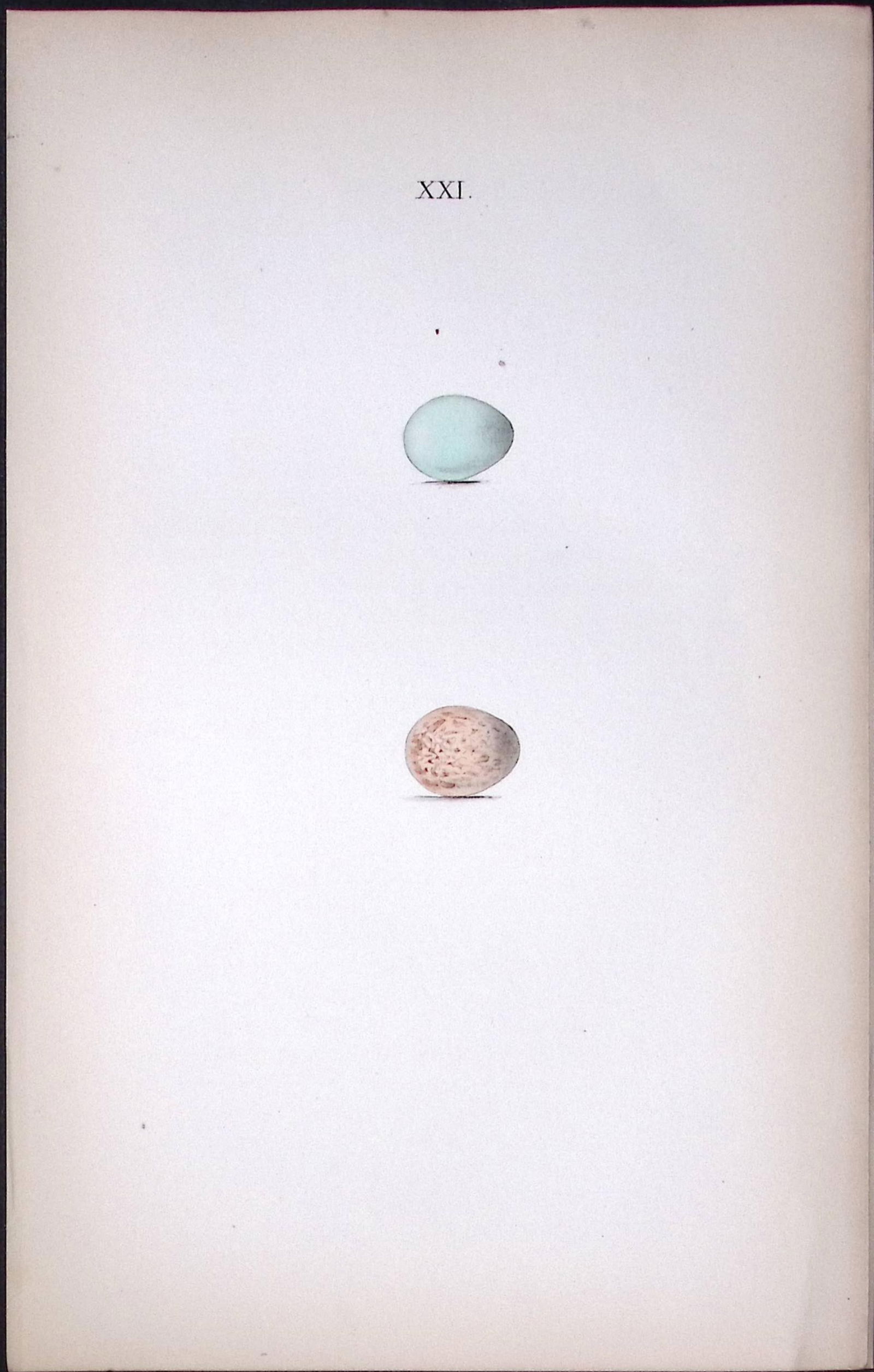 Spotted Flycatcher -Hewitson Antique Nests & Eggs of British Birds Print-34: Title: Spotted Flycatcher -Hewitson Antique Nests & Eggs of British Birds Print-34 Description: This Antique Print Was Removed From a 170 Years-Old Edition William Hewitson. <