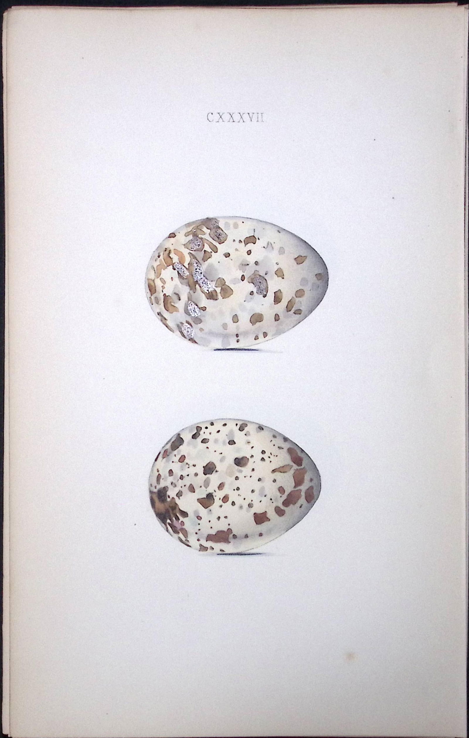 Kittiwake William Hewitson Antique Nests & Eggs of British Birds Print-103: Title: Kittiwake William Hewitson Antique Nests & Eggs of British Birds Print-103 Description: This Antique Print Was Removed From a 170 Years-Old Edition William Hewitson. Coloured