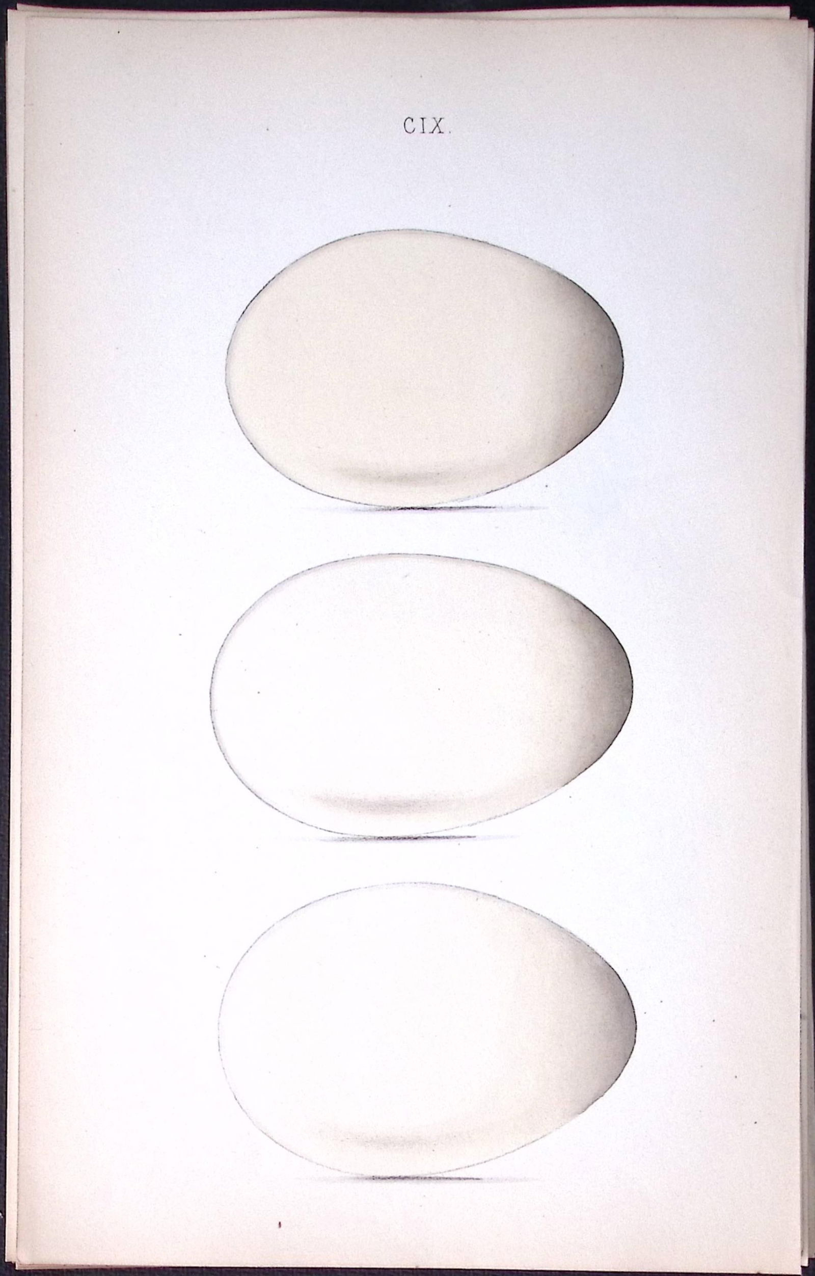 The Goose Family – William Hewitson Antique Nests & Eggs of British Birds Print-40: Title: The Goose Family – William Hewitson Antique Nests & Eggs of British Birds Print-40 Description: This Antique Print Was Removed From a 170 Years-Old Edition William Hewitson. 