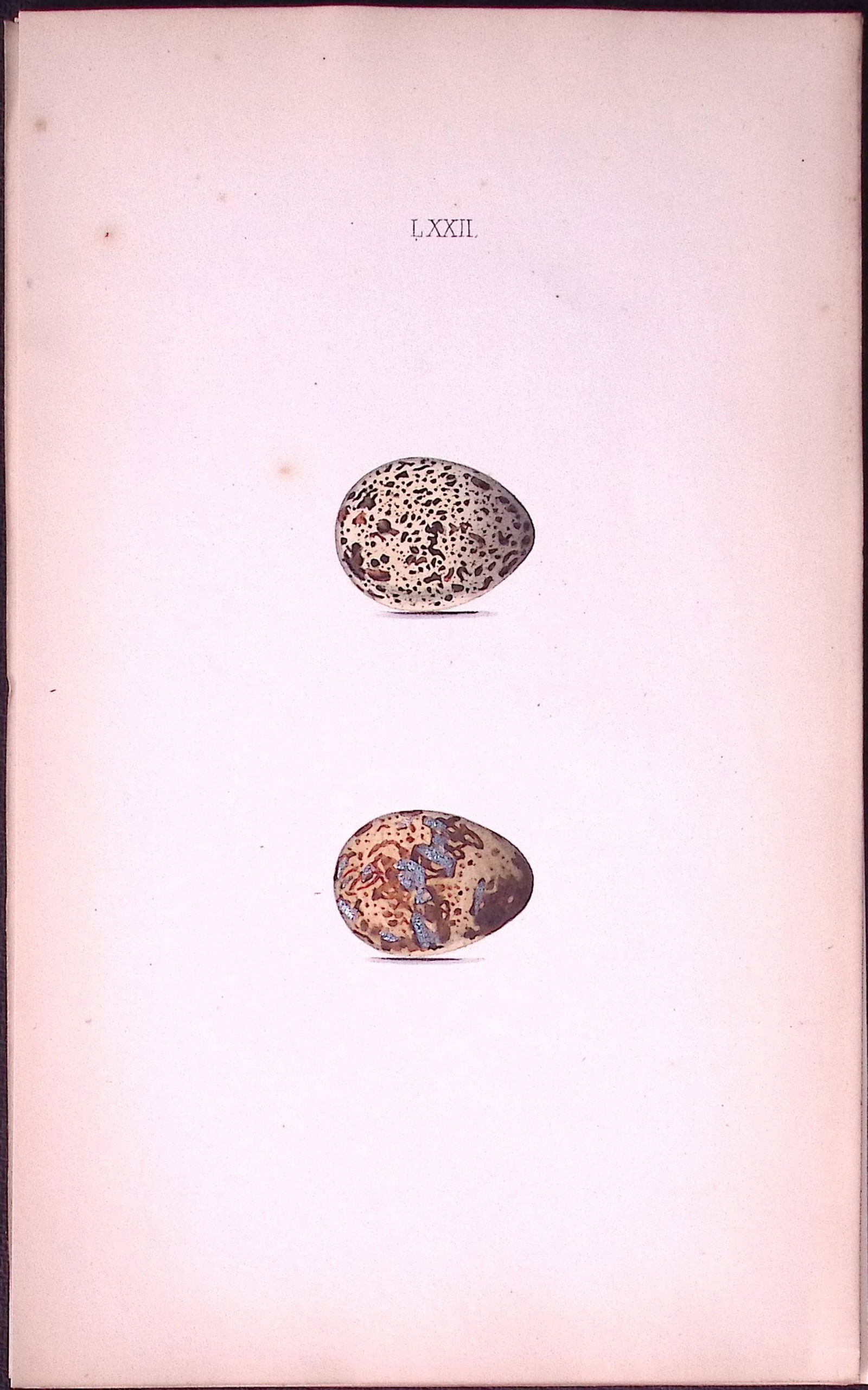 Quail Eggs-William Hewitson Antique Nests & Eggs of British Birds Print-45: Title: Quail Eggs-William Hewitson Antique Nests & Eggs of British Birds Print-45 Description: This Antique Print Was Removed From a 170 Years-Old Edition William Hewitson. Coloured