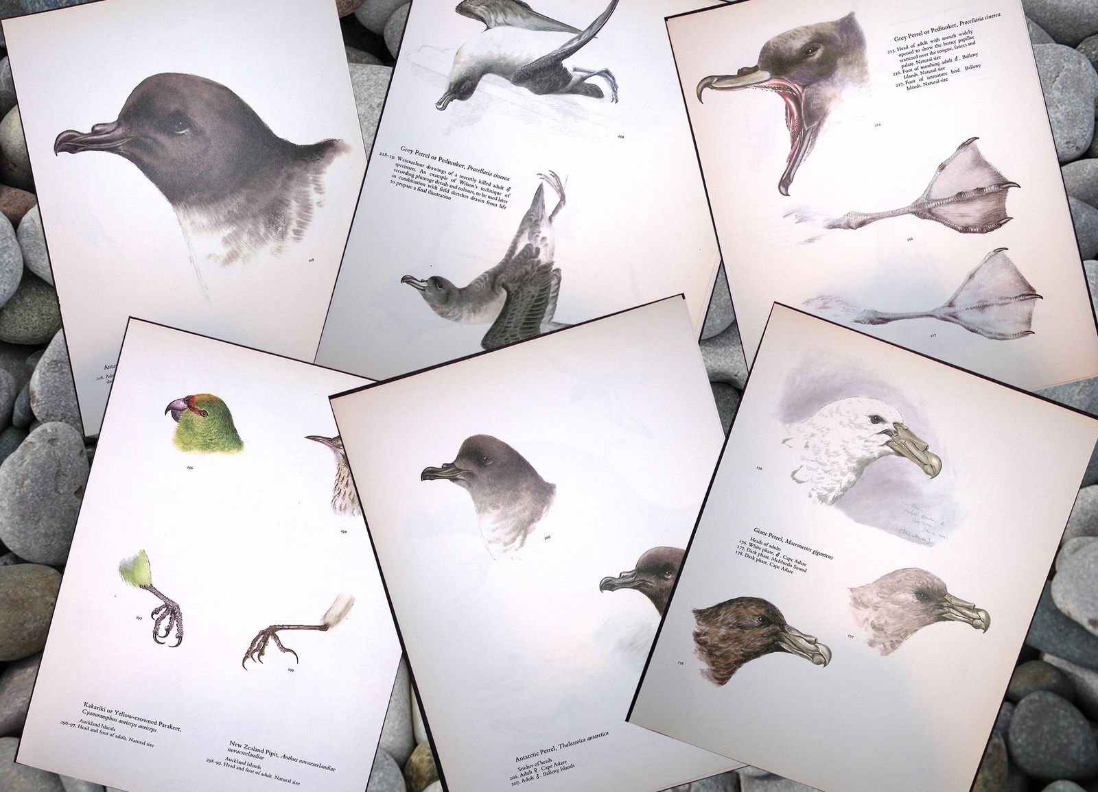 Job-Lot Wilson's Birds of the Antarctic Vintage Coloured Illustrations-5 (1 of 7)