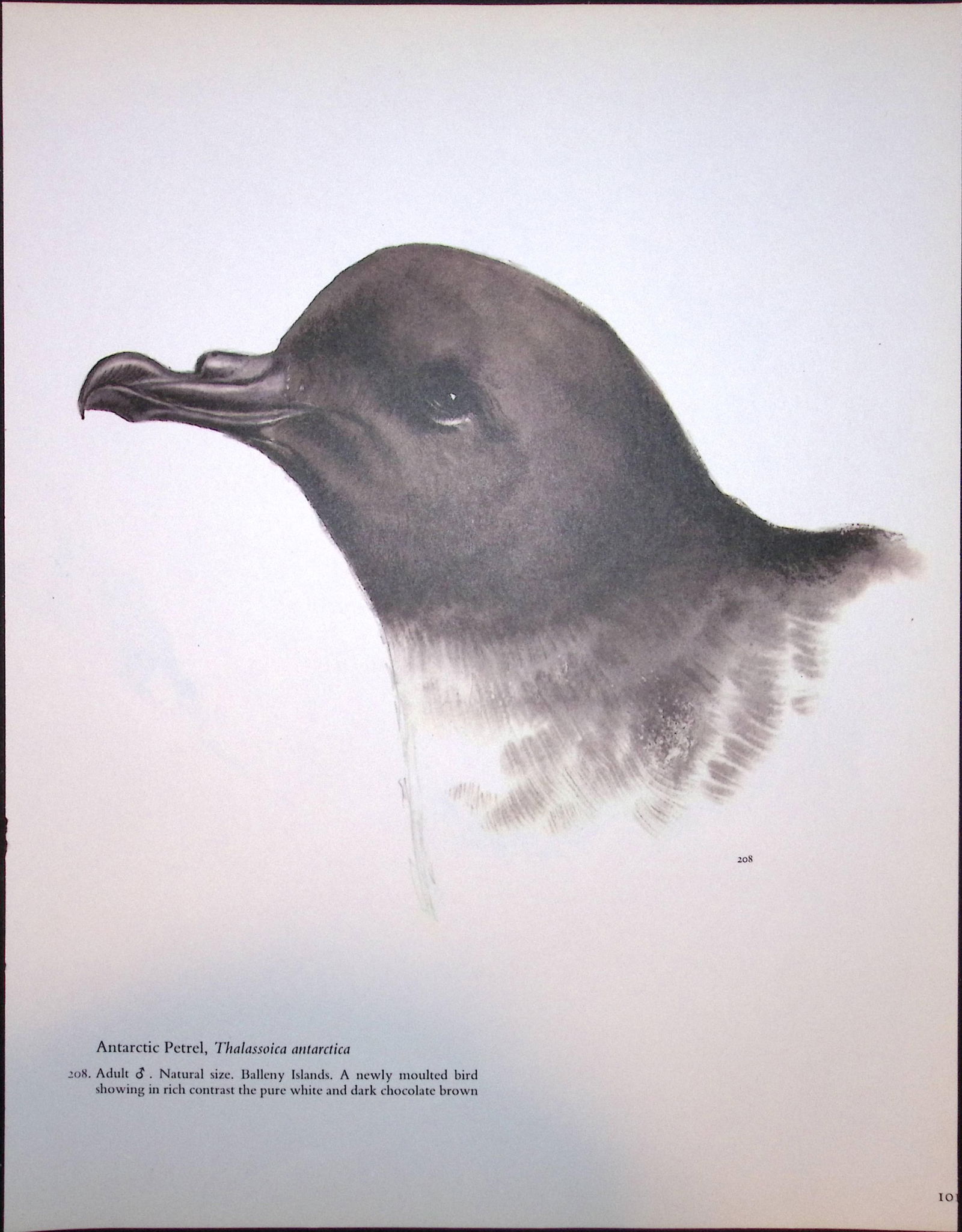 Job-Lot Wilson's Birds of the Antarctic Vintage Coloured Illustrations-5 - 2