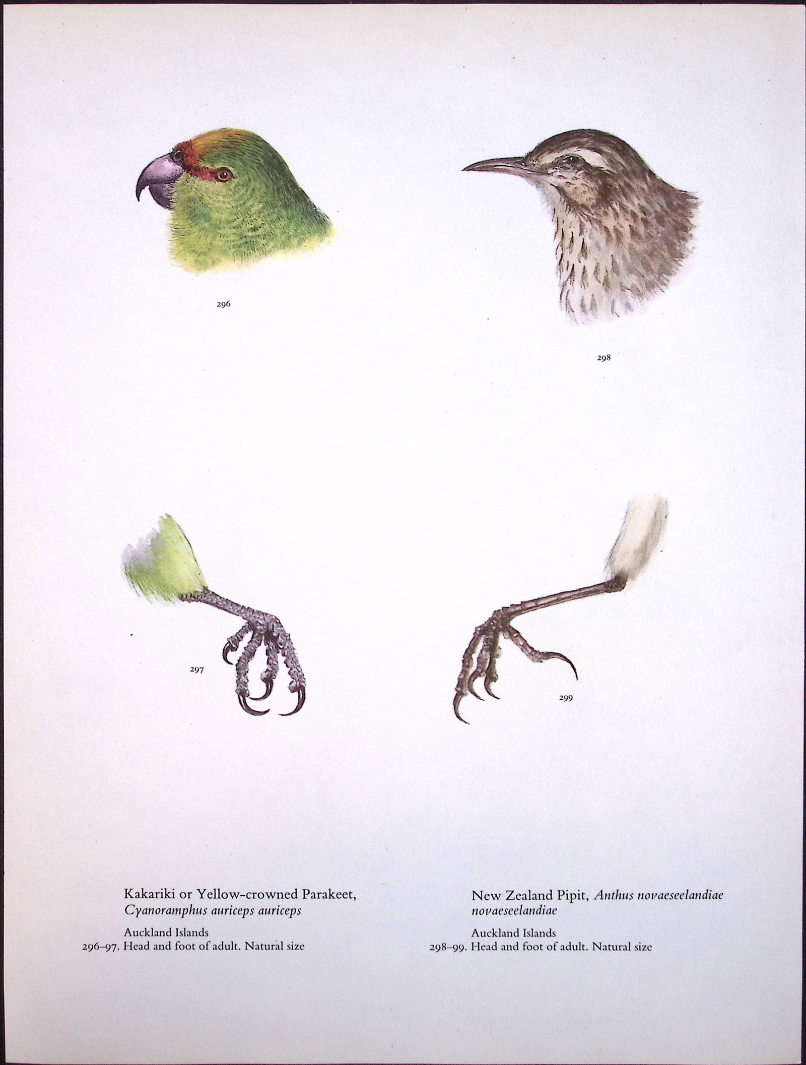 Job-Lot Wilson's Birds of the Antarctic Vintage Coloured Illustrations-5 - 5