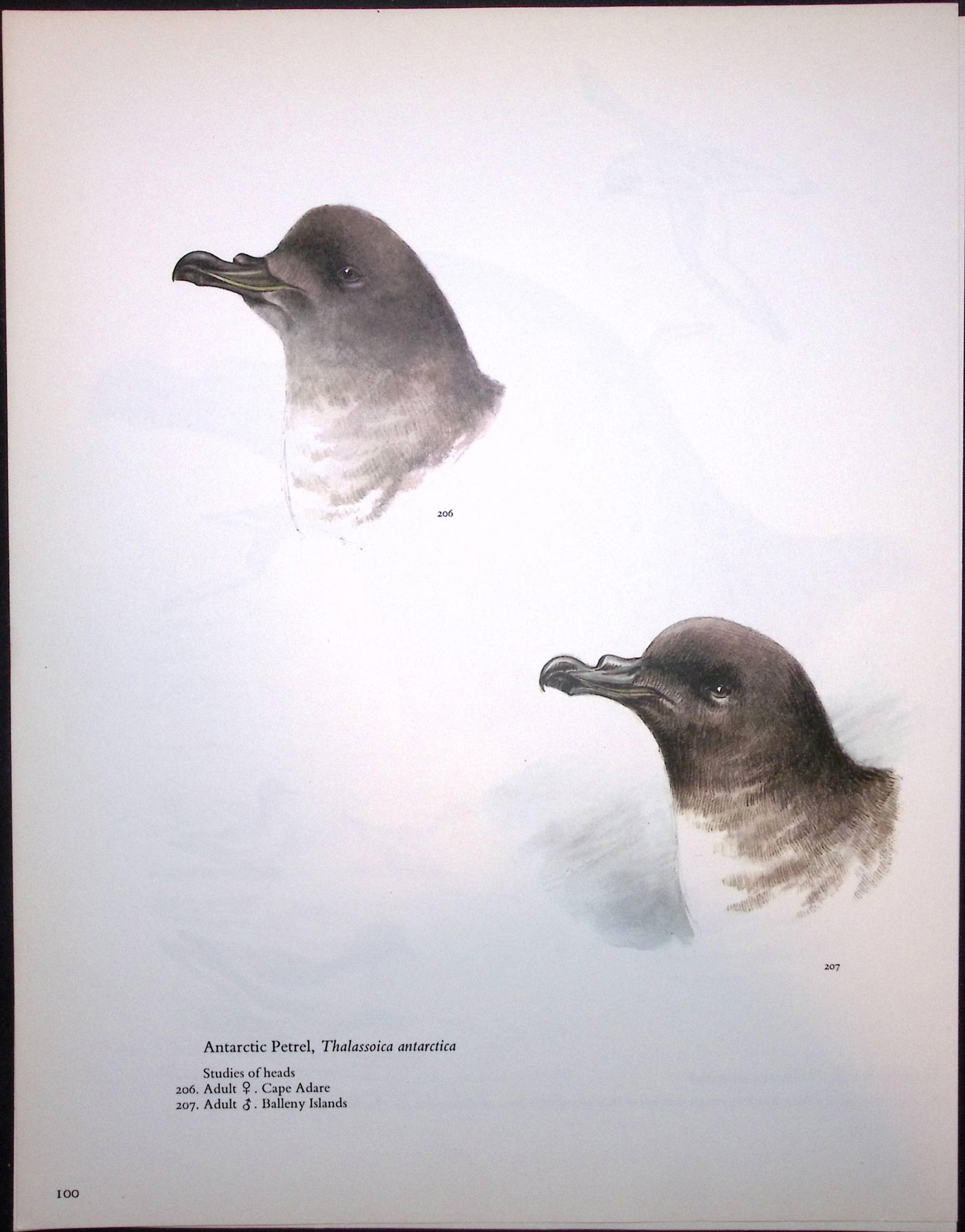 Job-Lot Wilson's Birds of the Antarctic Vintage Coloured Illustrations-5 - 6