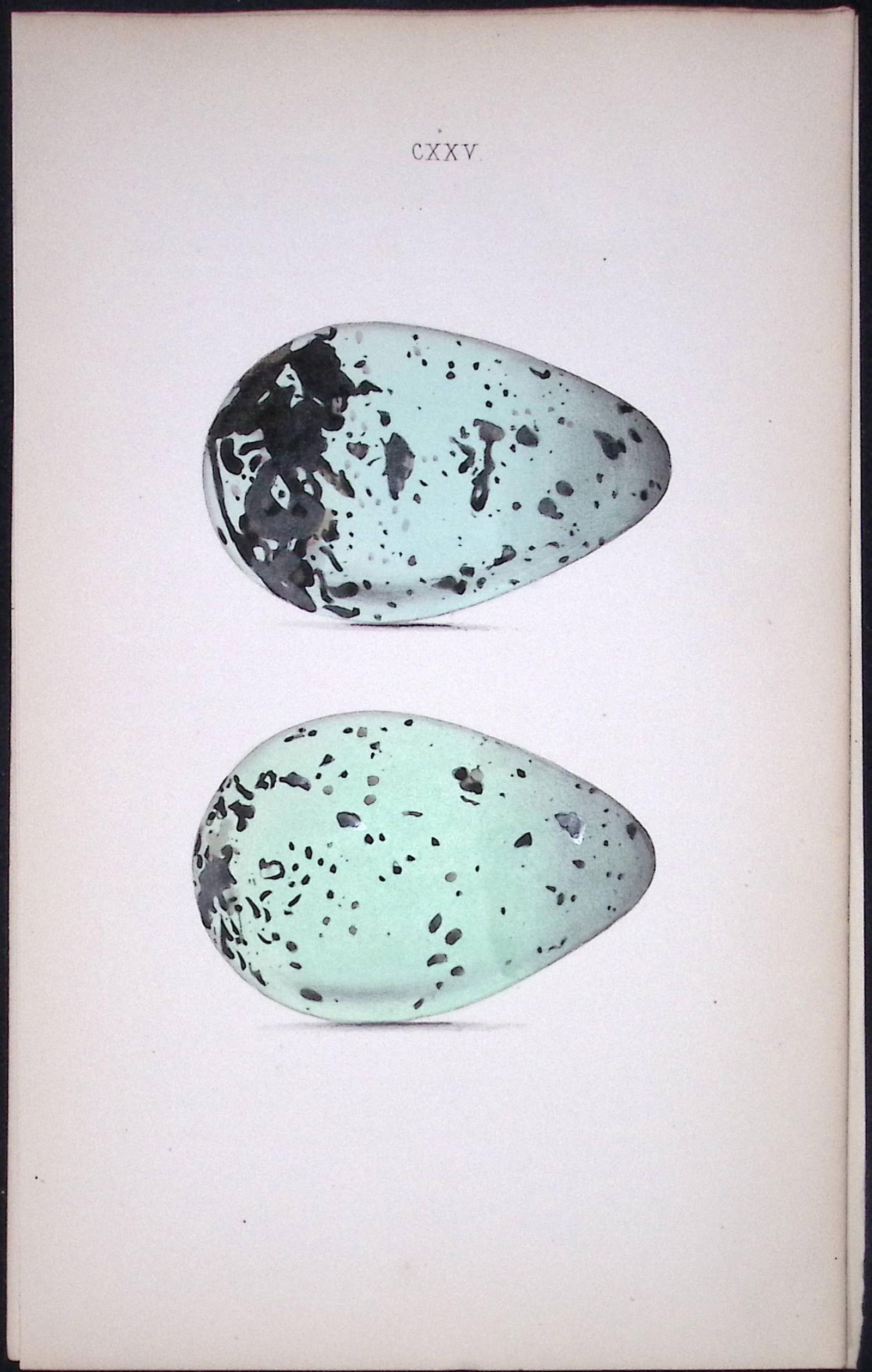 Brunnich’s Guillemot Hewitson Antique Nests & Eggs of British Birds Print-115: Title: Brunnich’s Guillemot Hewitson Antique Nests & Eggs of British Birds Print-115 Description: This Antique Print Was Removed From a 170 Years-Old Edition William Hewitson. 