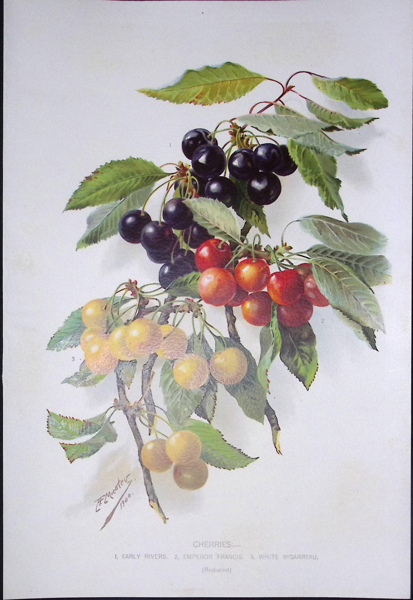 Selection Species of Cherries Antique Edwardian Robert Thompson Print-3 (1 of 2)