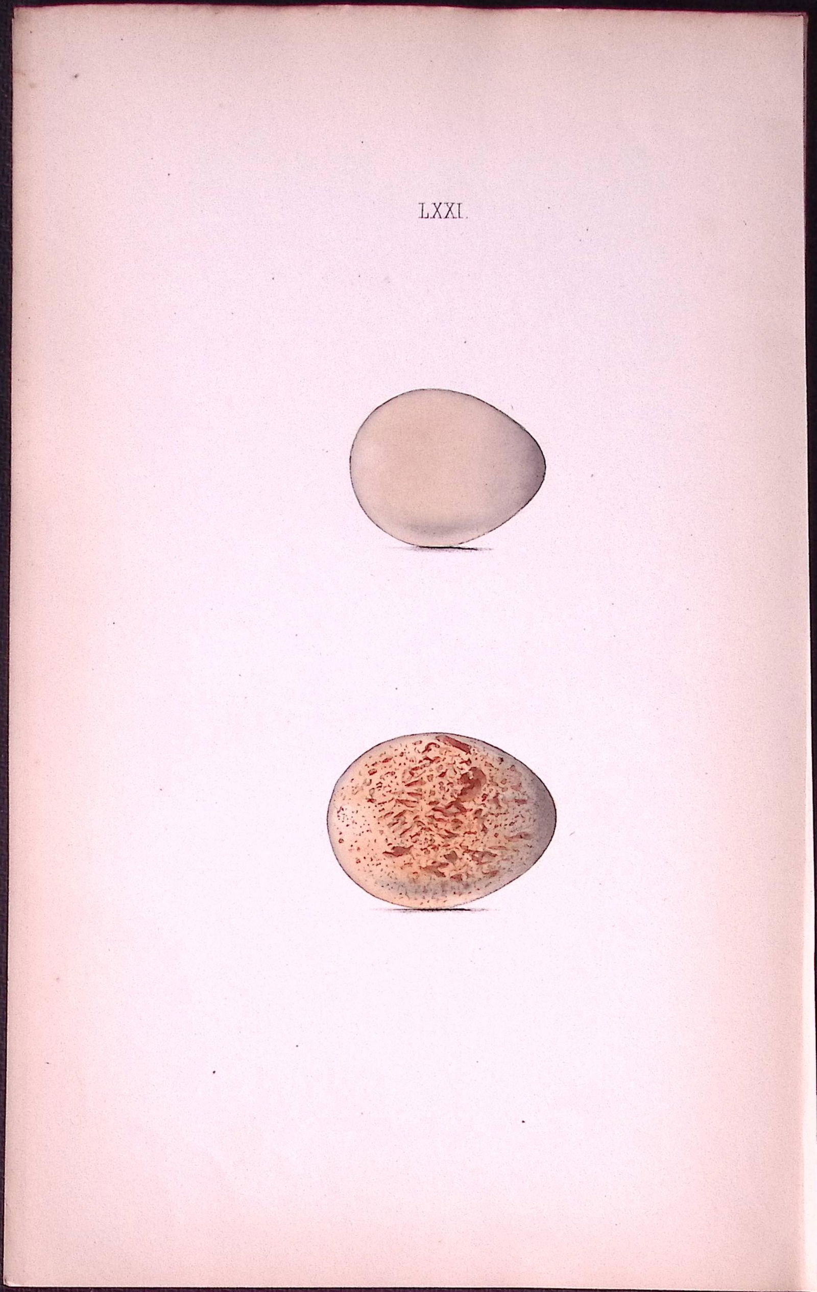 Patridge Species -William Hewitson Antique Nests & Eggs of British Birds Print-46: Title: Patridge Species -William Hewitson Antique Nests & Eggs of British Birds Print-46 Description: This Antique Print Was Removed From a 170 Years-Old Edition William Hewitson. Coloured