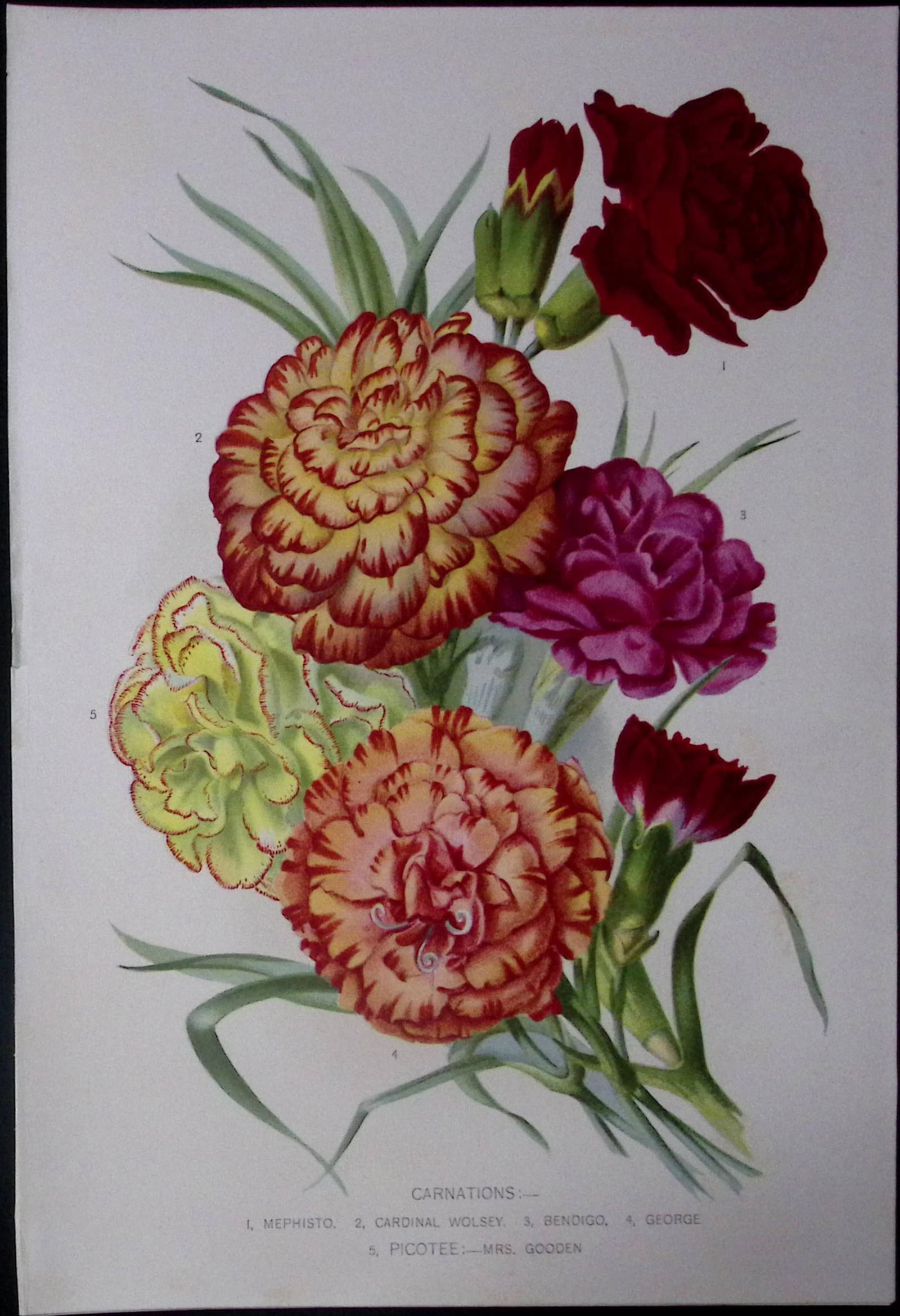 Selection of Carnations Antique Edwardian Robert Thompson Print-13: Title: Selection of Carnations Antique Edwardian Robert Thompson Print-13 Description: This Coloured Antique Print Measure Approximately 10.5” X 6.5” (Inches) 274. x 213.36