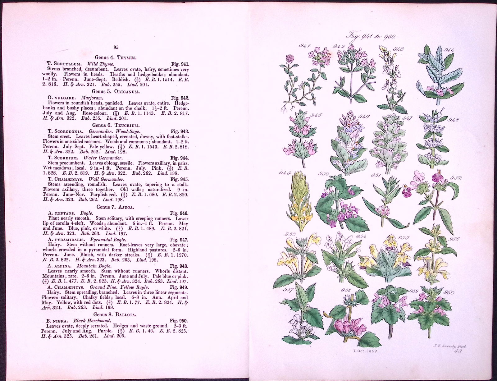 Job-Lot British Wild-Flowers John Sowerby Antique Engraved Prints With Hand Colouring-3 - 3