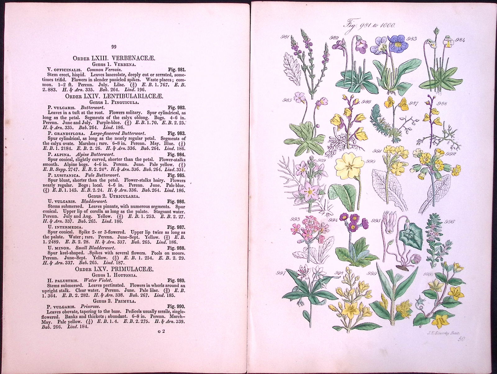 Job-Lot British Wild-Flowers John Sowerby Antique Engraved Prints With Hand Colouring-3 - 4