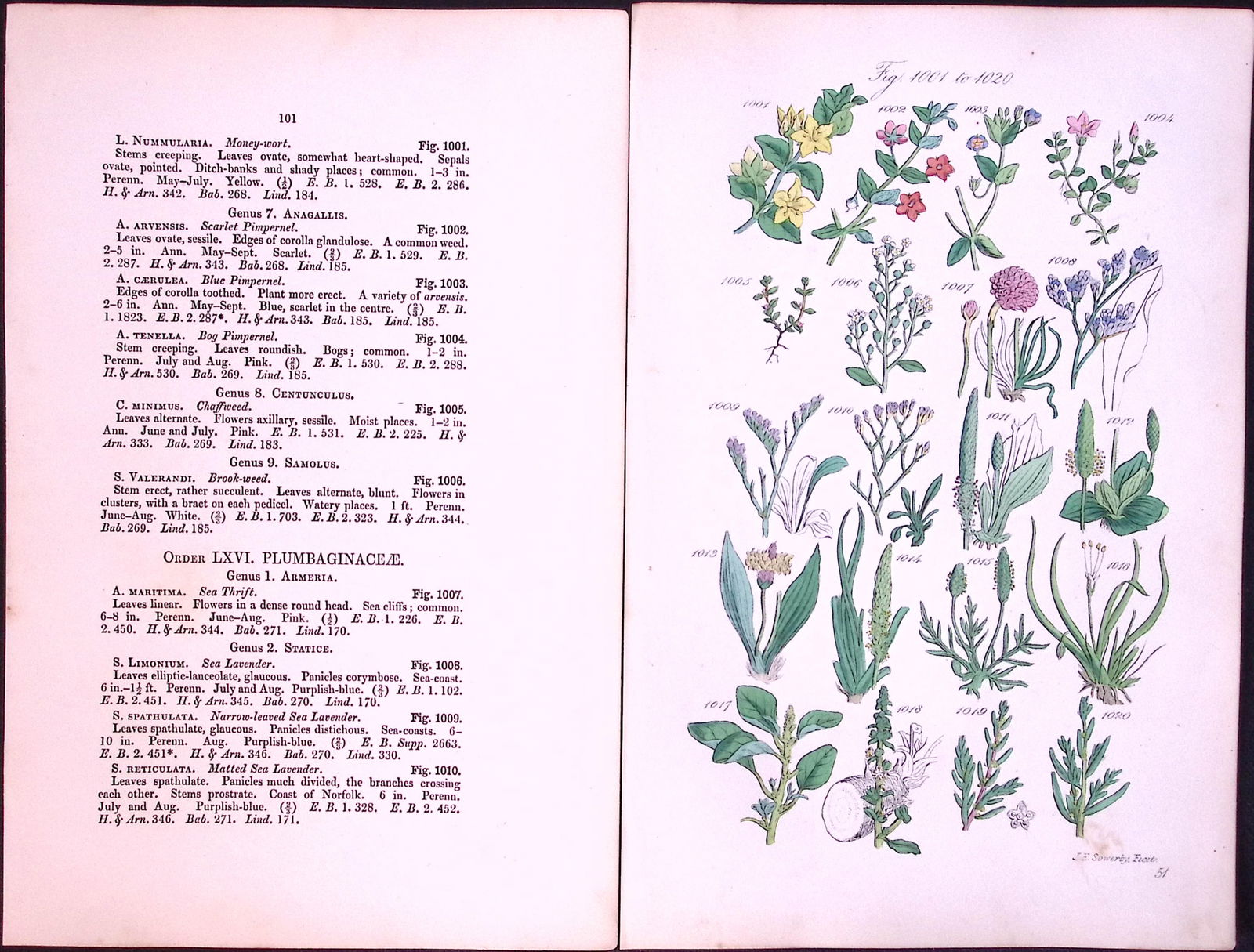 Job-Lot British Wild-Flowers John Sowerby Antique Engraved Prints With Hand Colouring-3 - 5