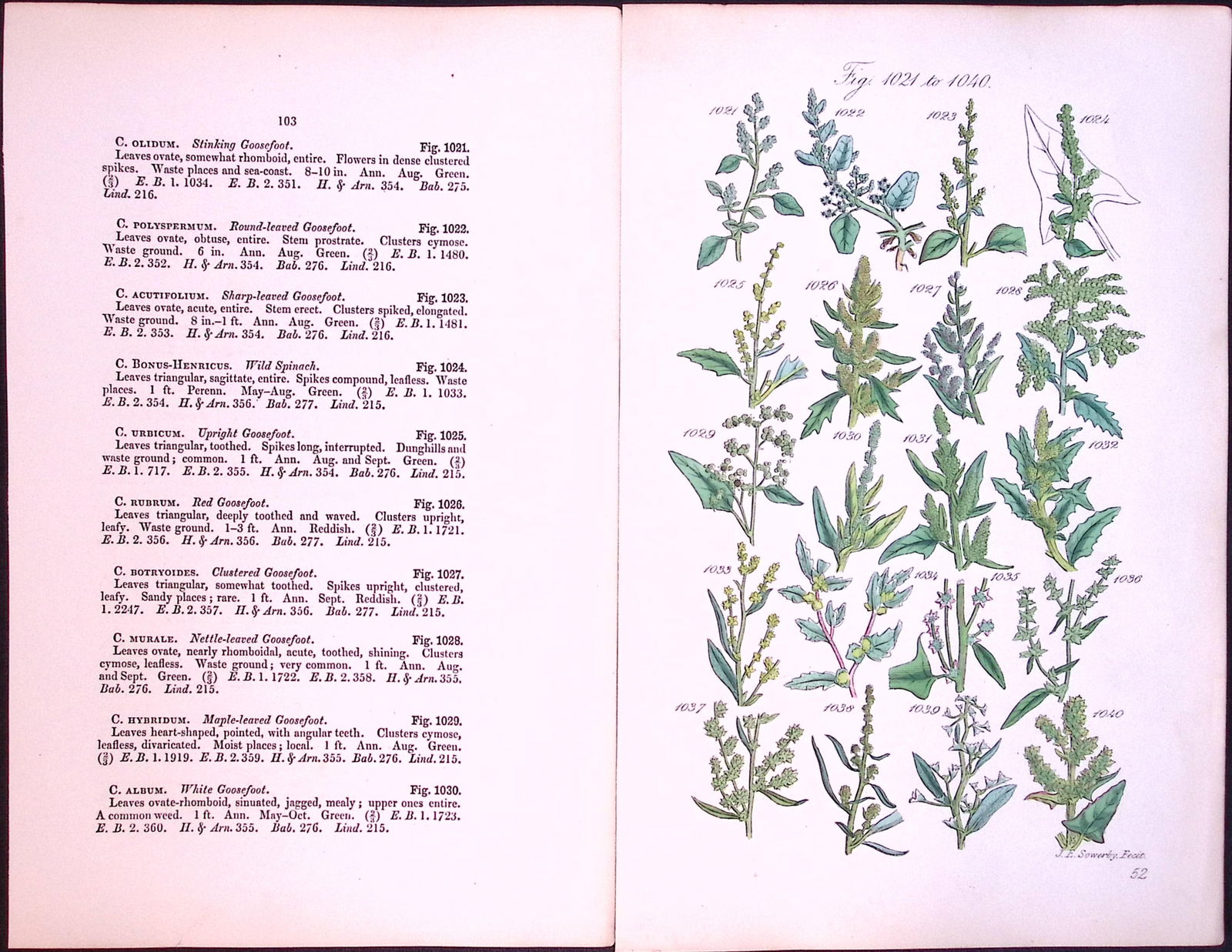 Job-Lot British Wild-Flowers John Sowerby Antique Engraved Prints With Hand Colouring-3 - 6