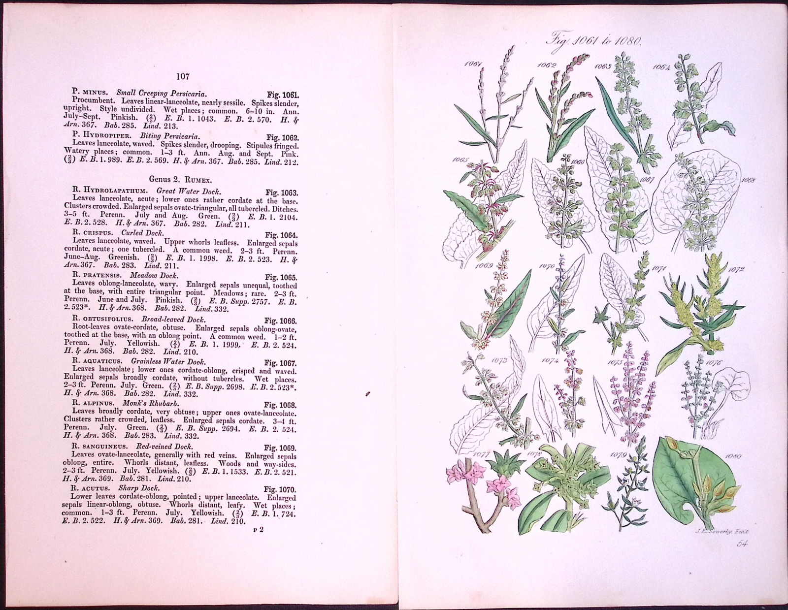 Job-Lot British Wild-Flowers John Sowerby Antique Engraved Prints With Hand Colouring-3 - 8