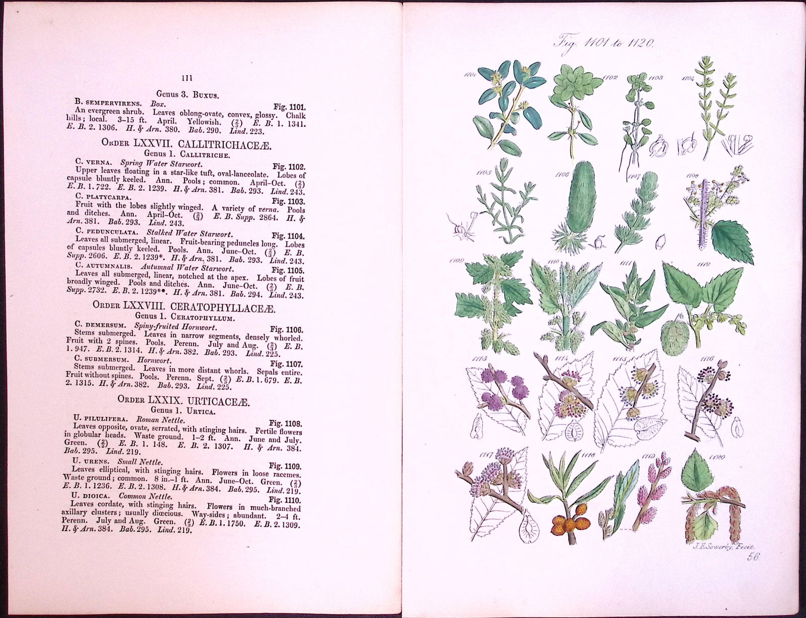 Job-Lot British Wild-Flowers John Sowerby Antique Engraved Prints With Hand Colouring-3 - 9