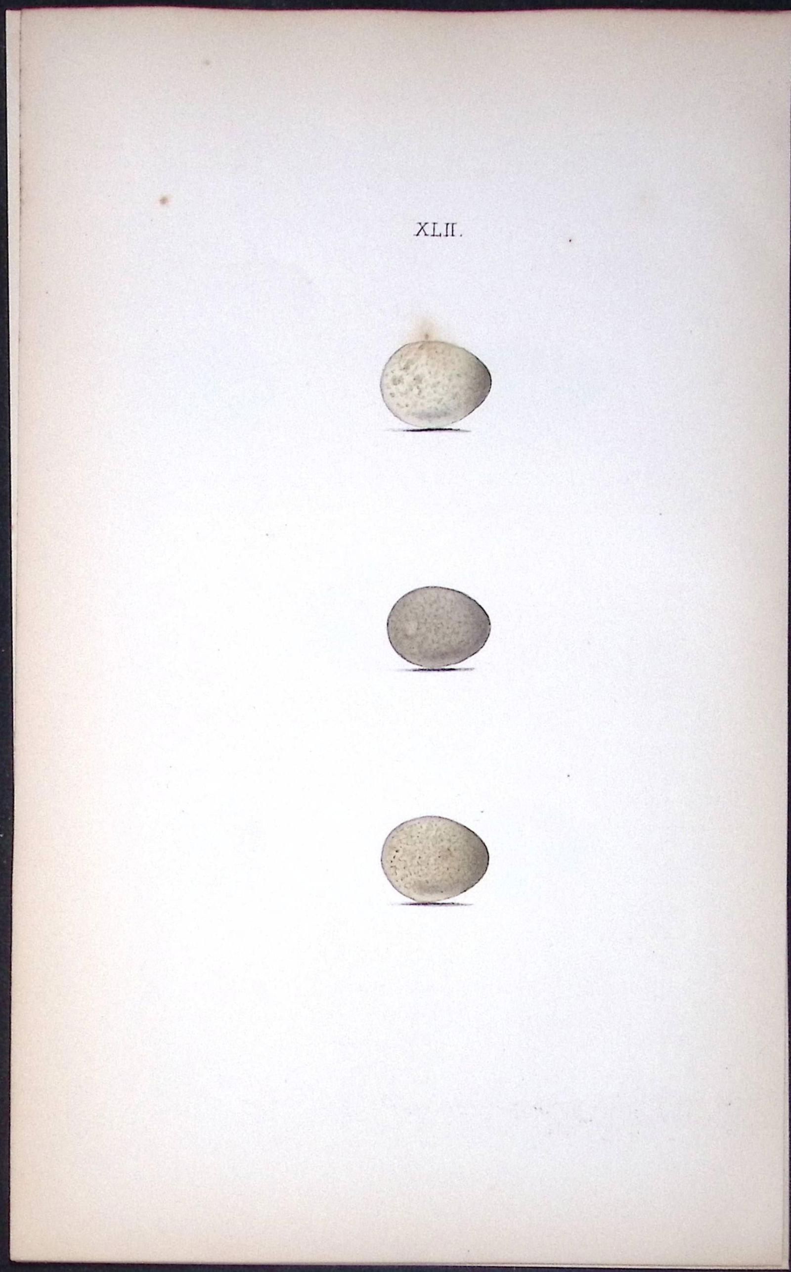 Grey Wagtail William Hewitson Antique Nests & Eggs of British Birds Print-71: Title: Grey Wagtail William Hewitson Antique Nests & Eggs of British Birds Print-71 Description: This Antique Print Was Removed From a 170 Years-Old Edition William Hewitson. Coloured