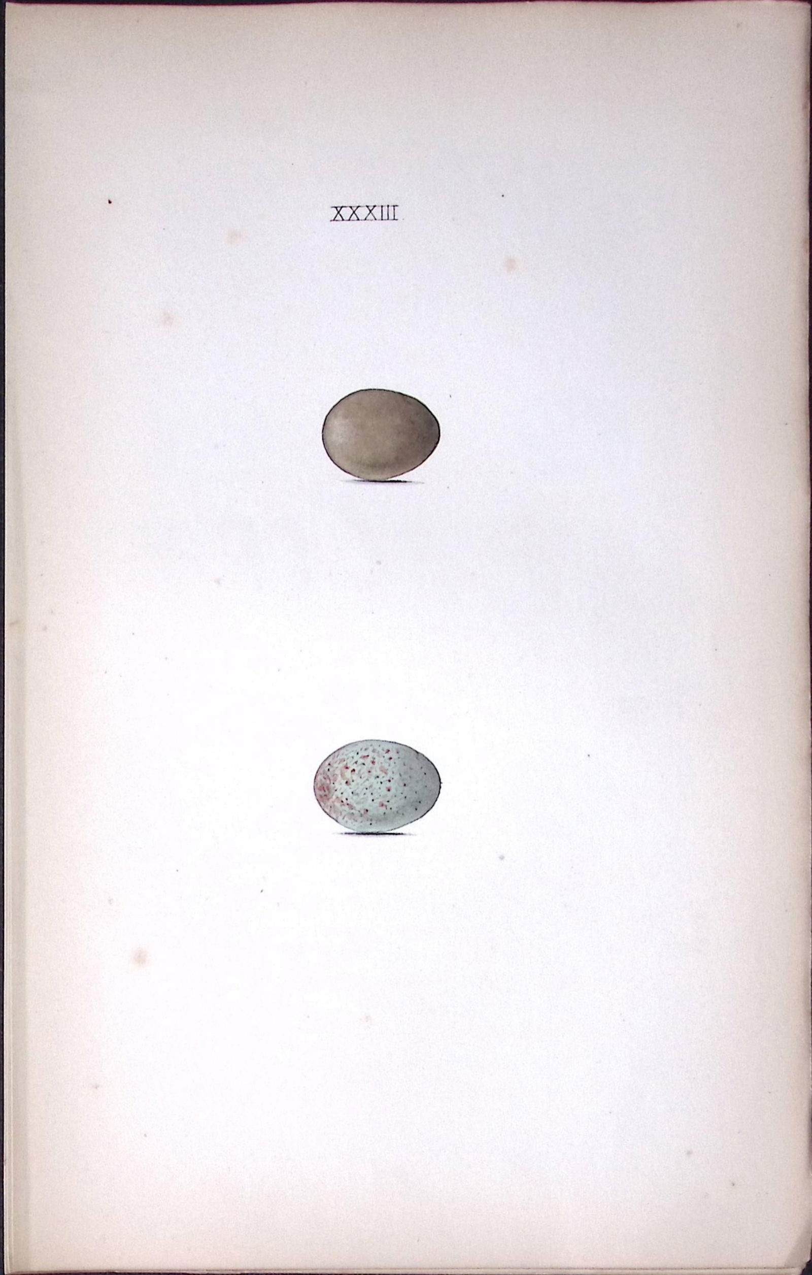 The Nightingale Hewitson Antique Nests & Eggs of British Birds Print-23: Title: The Nightingale Hewitson Antique Nests & Eggs of British Birds Print-23 Description: This Antique Print Was Removed From a 170 Years-Old Edition William Hewitson. <