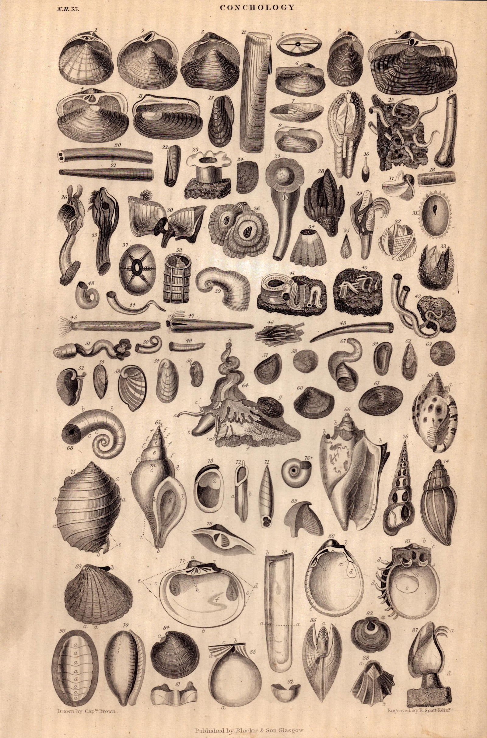 Conchology Study of Seashells 90 Illustrations Antique 154 Yrs-Old Steel Engraving -18.: Title: Conchology Study of Seashells 90 Illustrations Antique 154 Yrs-Old Steel Engraving -18. Description: Conchology Study of Seashells 90 Illustrations Antique 154 Yrs-Old Steel Engraving