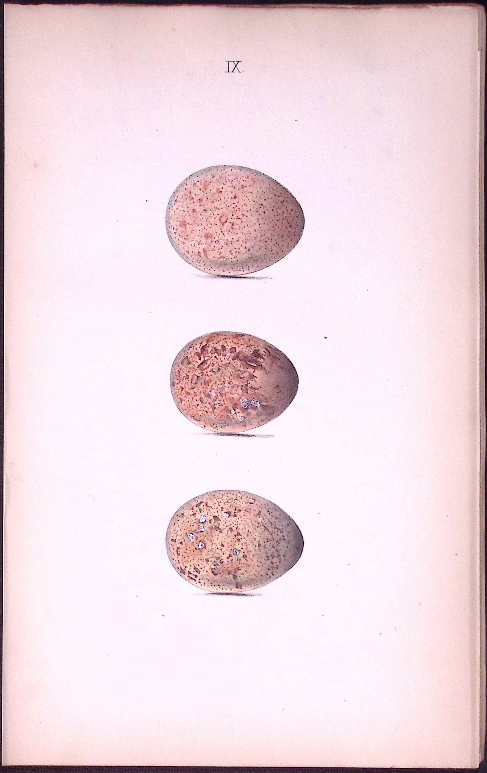 Kestrel & Merlin Hewitson Antique Nests & Eggs of British Birds Print-10: Title: Kestrel & Merlin Hewitson Antique Nests & Eggs of British Birds Print-10 Description: This Antique Print Was Removed From a 170 Years-Old Edition William Hewitson.