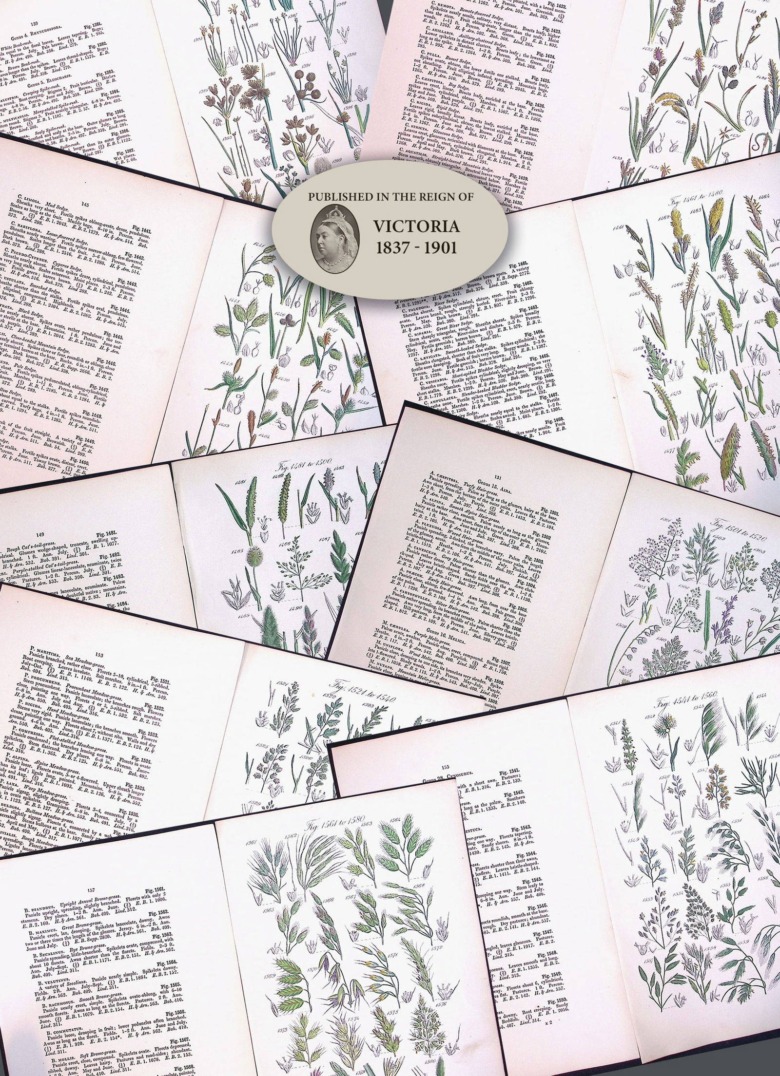 Job-Lot British Wild-Flowers John Sowerby Antique Engraved Prints With Hand Colouring-5: Title: Job-Lot British Wild-Flowers John Sowerby Antique Engraved Prints With Hand Colouring-5 Description: Job-Lot British Wild-Flowers John Sowerby Antique Engraved Prints With Hand