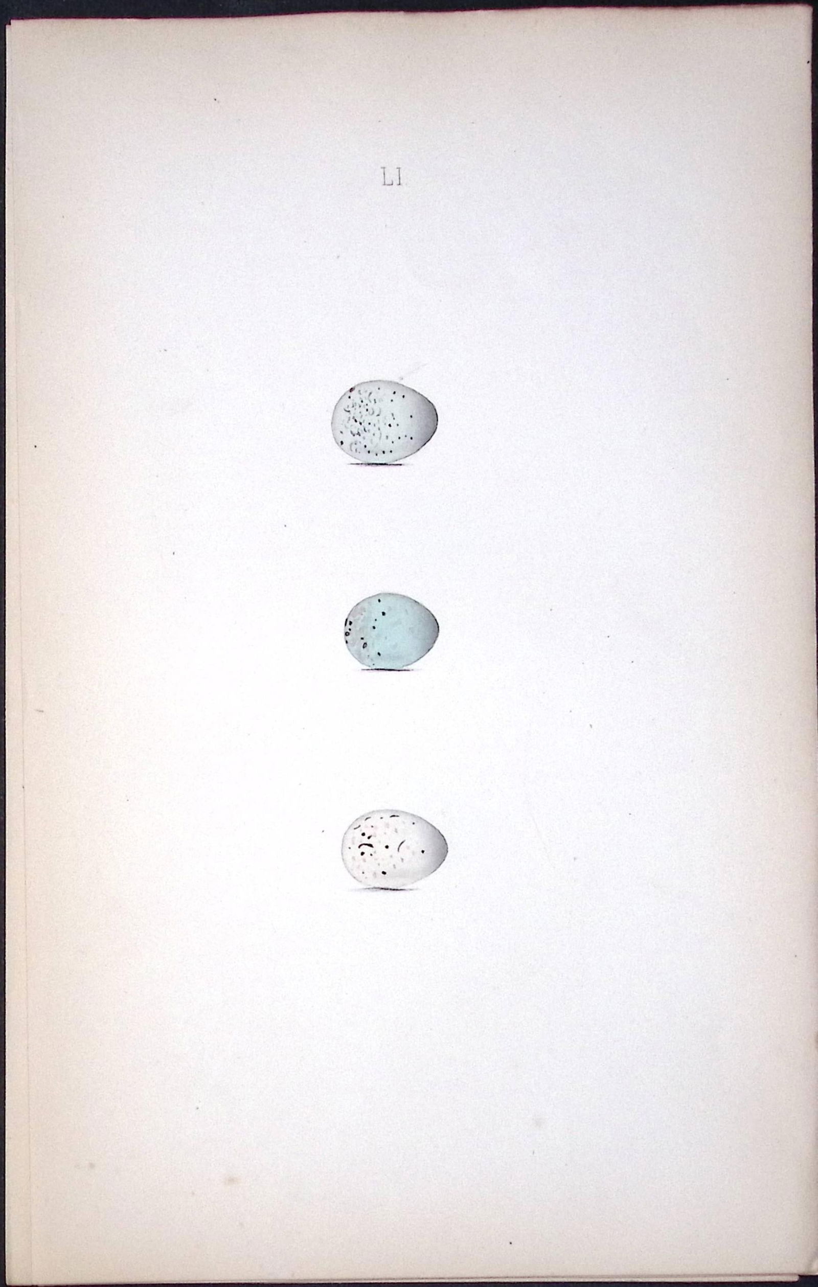 Common Linnet Species William Hewitson Antique Nests & Eggs of British Birds Print-63: Title: Common Linnet Species William Hewitson Antique Nests & Eggs of British Birds Print-63 Description: This Antique Print Was Removed From a 170 Years-Old Edition William Hewi