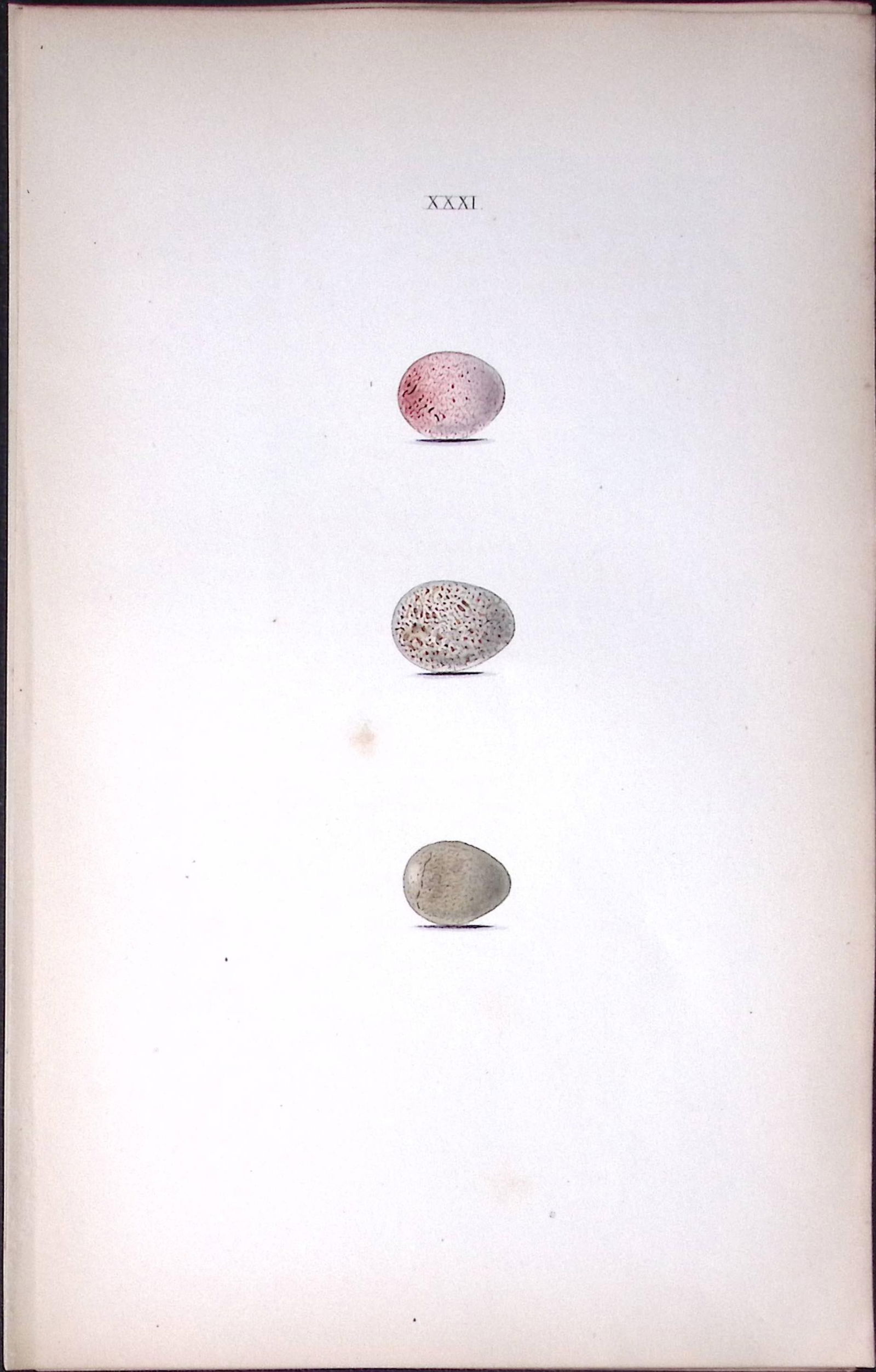 Grasshopper Warbler Species -Hewitson Antique Nests & Eggs of British Birds Print-25: Title: Grasshopper Warbler Species -Hewitson Antique Nests & Eggs of British Birds Print-25 Description: This Antique Print Was Removed From a 170 Years-Old Edition William Hewit