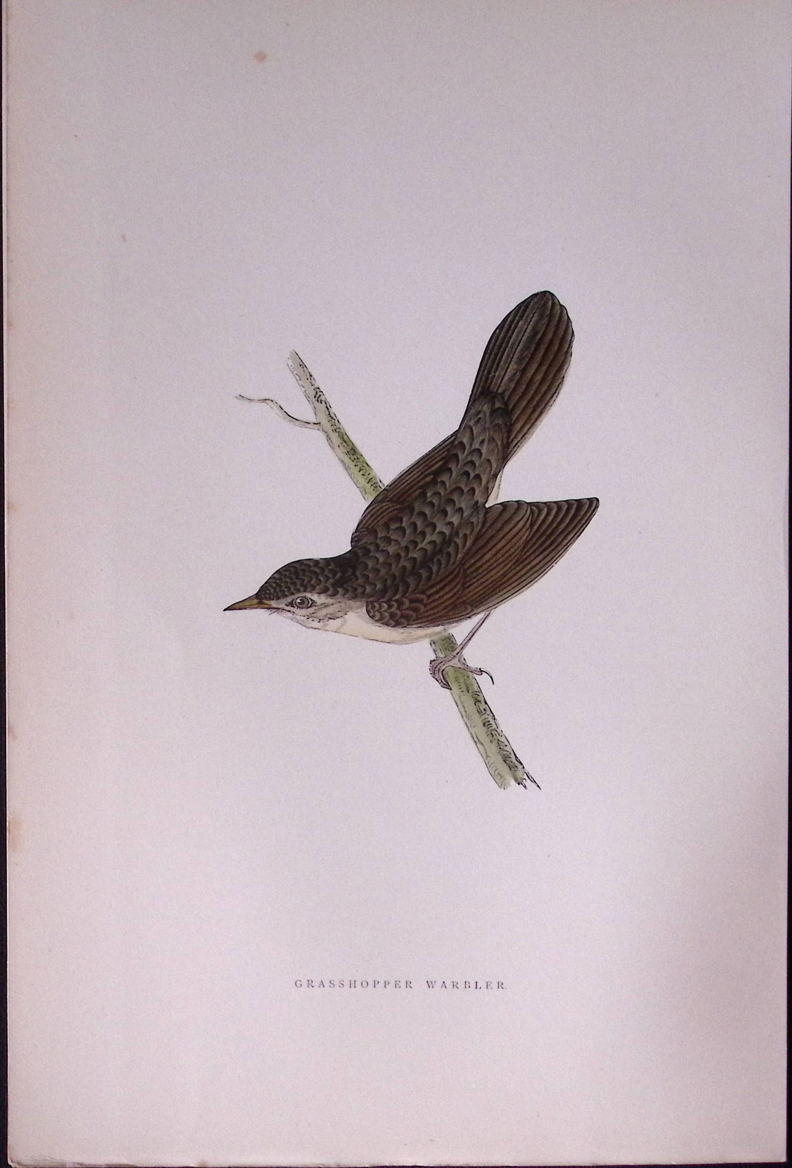 Grasshopper Warbler Rev Morris Antique History of British Birds 130 Years-Old Engraving-108: Title: Grasshopper Warbler Rev Morris Antique History of British Birds 130 Years-Old Engraving-108 Description: This Chromolithographic Engraved Plate Has Been Removed from an Antique Edition