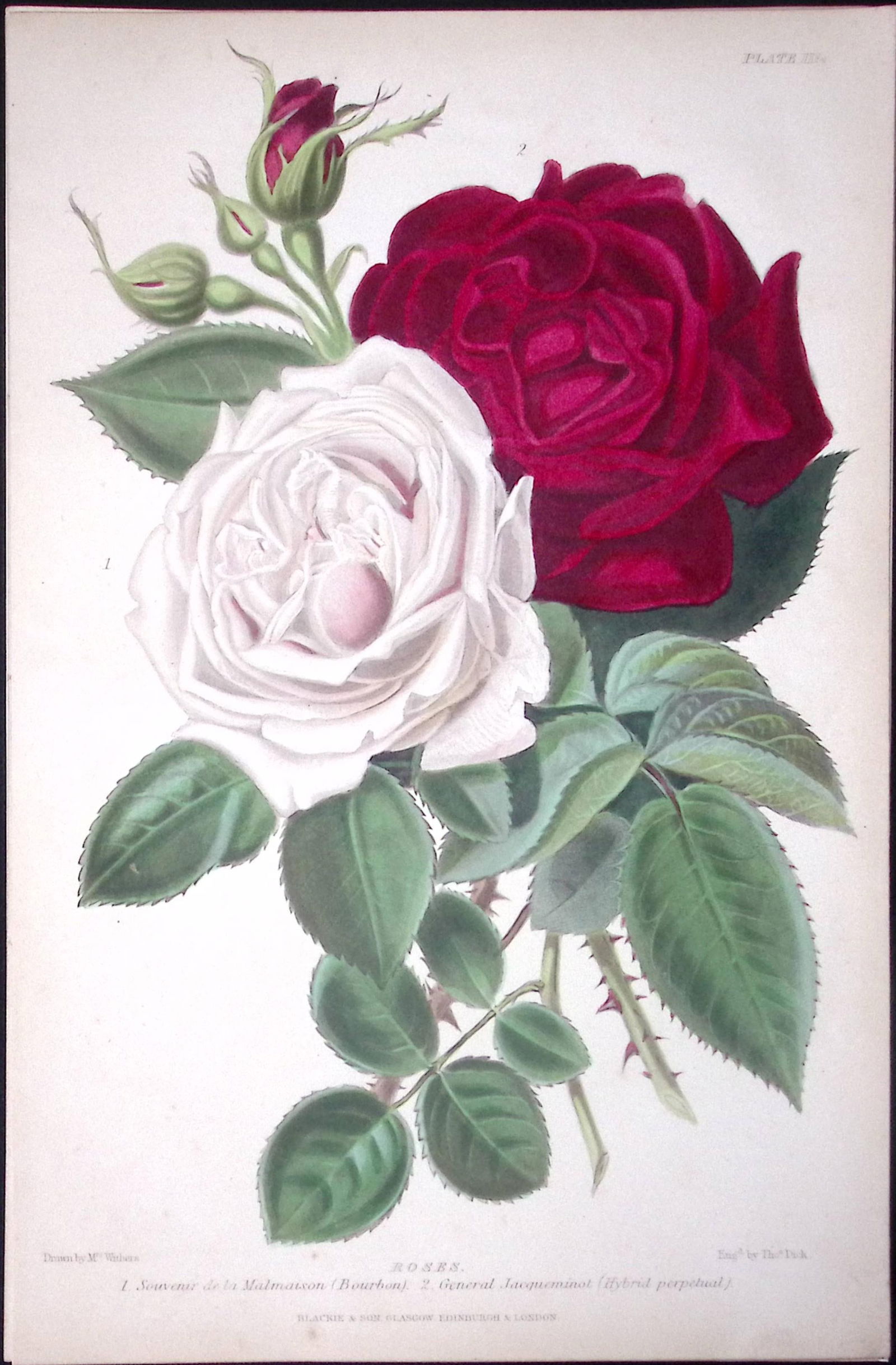 Beautiful Roses Flower Antique Robert Thompson Hand Coloured Print-4 (1 of 2)