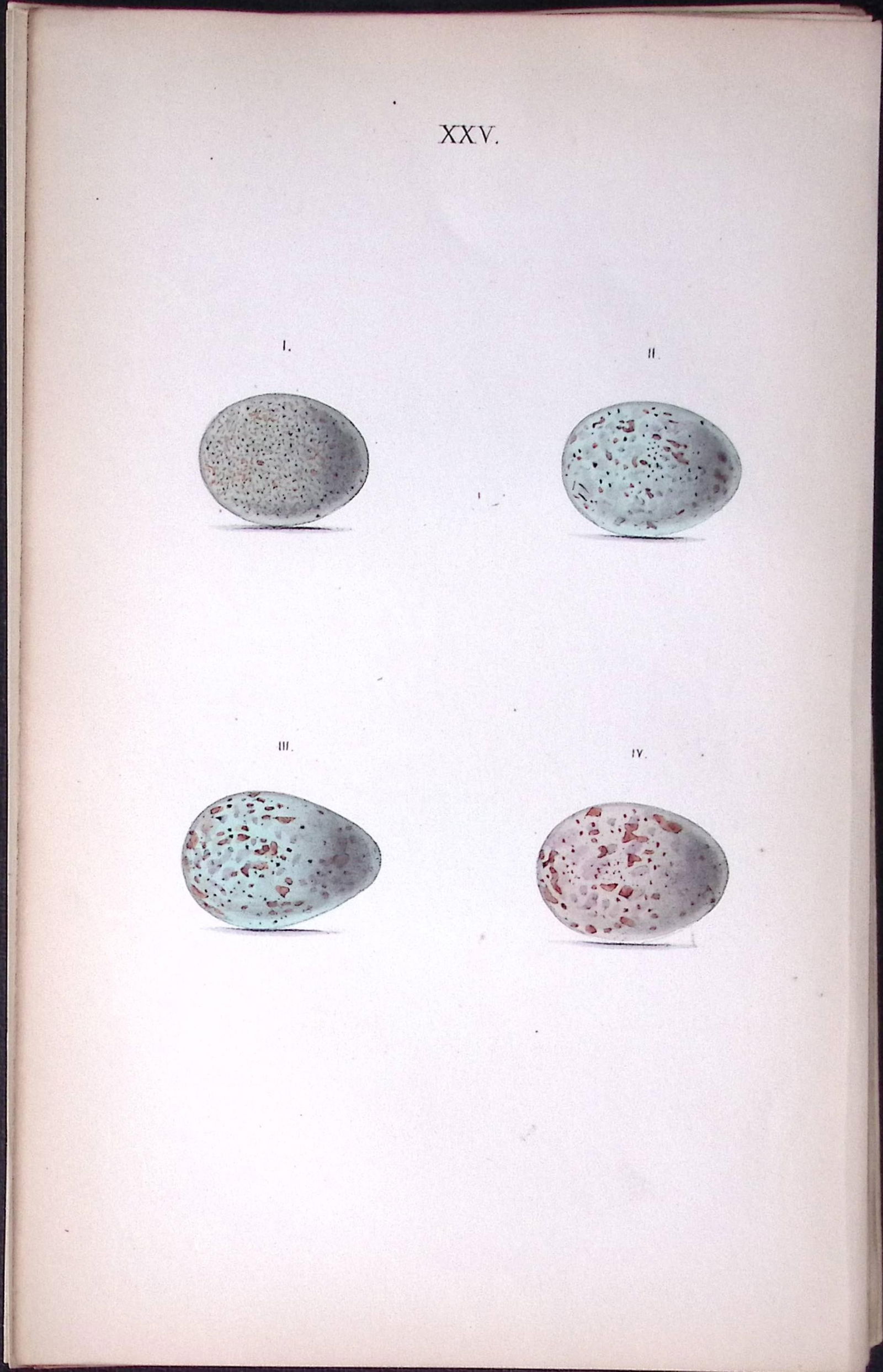 Blackbird Species -Hewitson Antique Nests & Eggs of British Birds Print-30: Title: Blackbird Species -Hewitson Antique Nests & Eggs of British Birds Print-30 Description: This Antique Print Was Removed From a 170 Years-Old Edition William Hewitson.