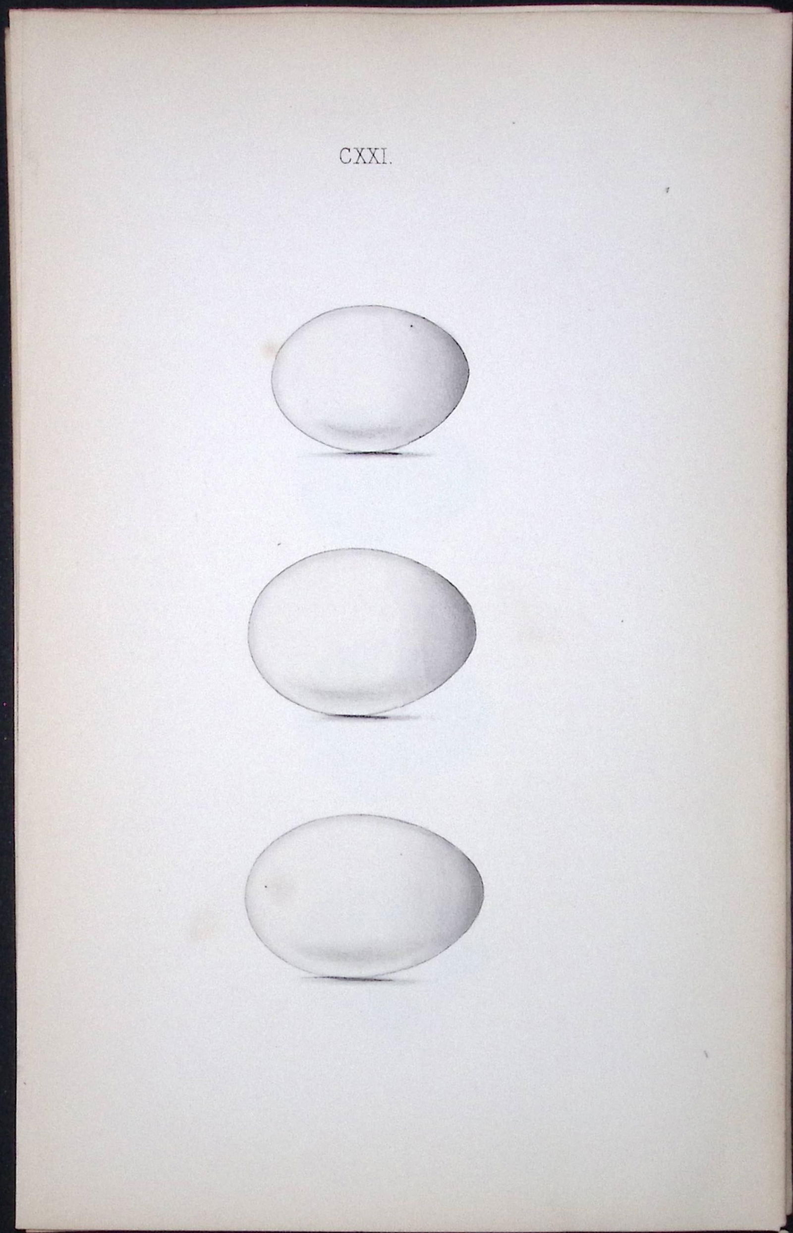 Little Grebe -William Hewitson Antique Nests & Eggs of British Birds Print-93: Title: Little Grebe -William Hewitson Antique Nests & Eggs of British Birds Print-93 Description: This Antique Print Was Removed From a 170 Years-Old Edition William Hewitson. Coloured