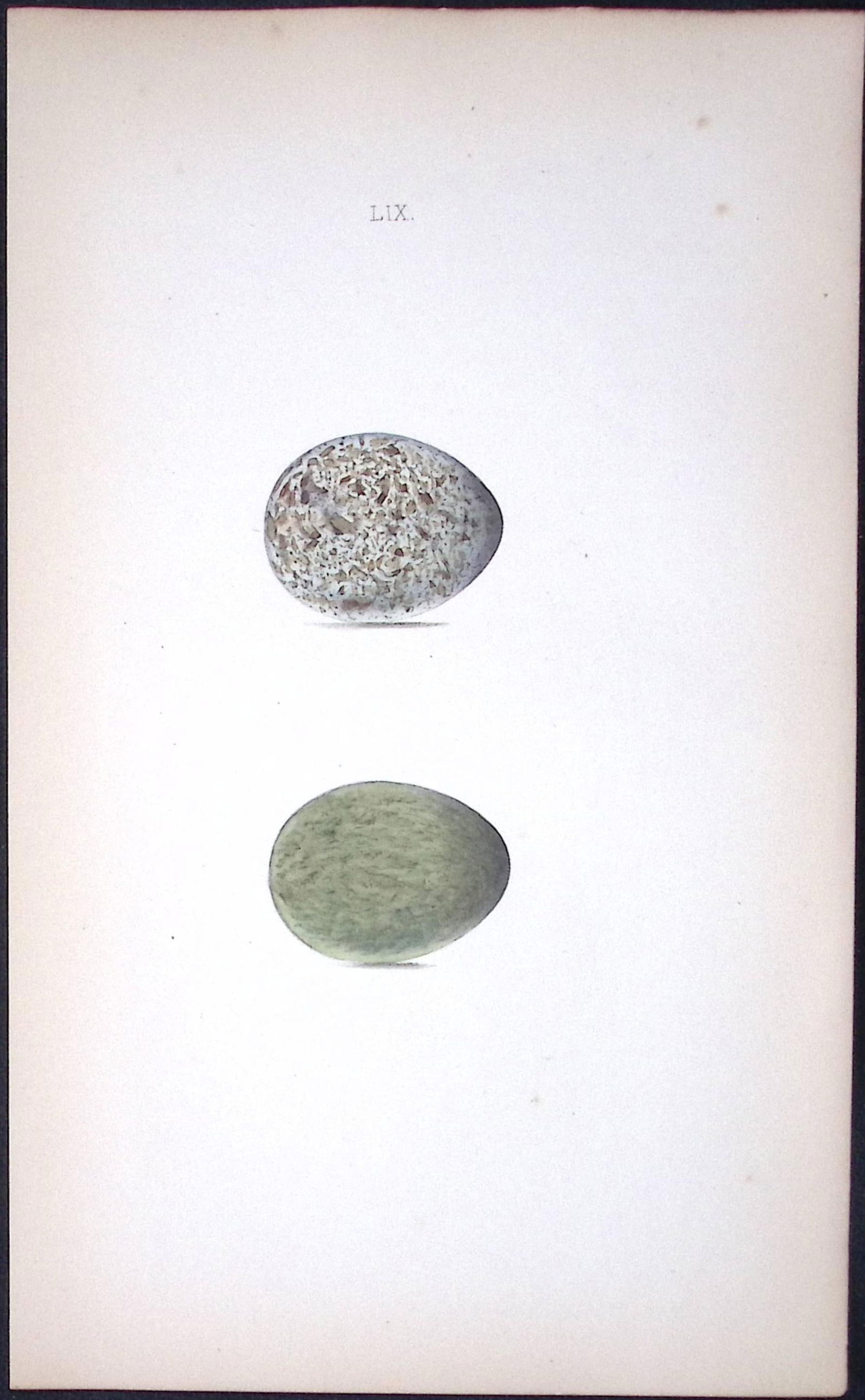 Hooded Crow William Hewitson Antique Nests & Eggs of British Birds Print-54: Title: Hooded Crow William Hewitson Antique Nests & Eggs of British Birds Print-54 Description: This Antique Print Was Removed From a 170 Years-Old Edition William Hewitson. <