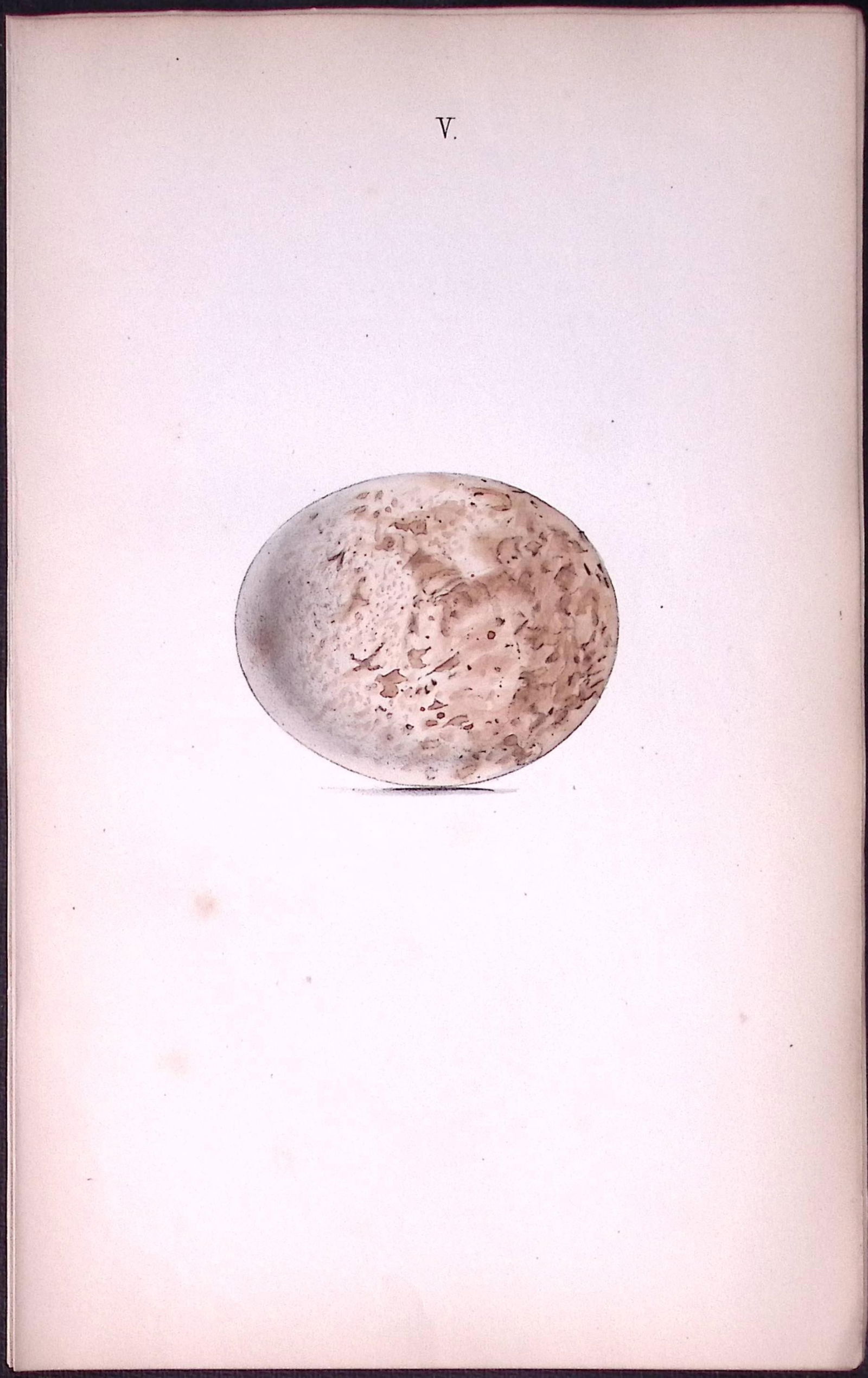 Spotted Eagle Hewitson Antique Nests & Eggs of British Birds Print-6: Title: Spotted Eagle Hewitson Antique Nests & Eggs of British Birds Print-6 Description: This Antique Print Was Removed From a 170 Years-Old Edition William Hewitson. Coloured Illustrations