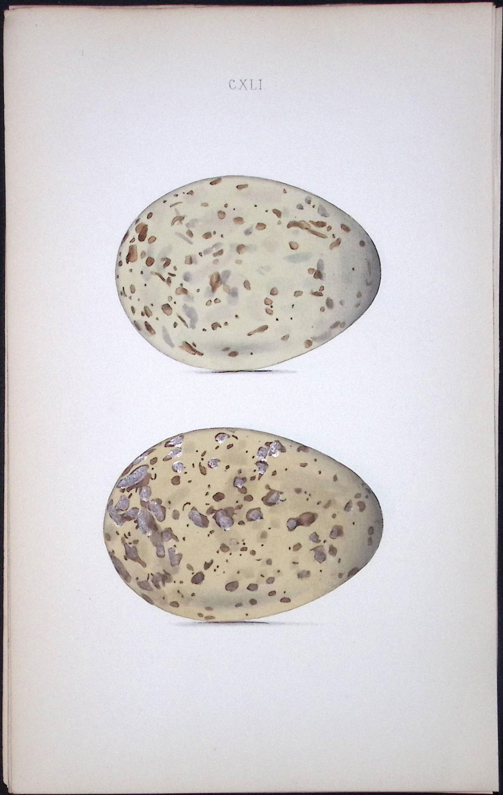 Black-Backed Gull-William Hewitson Antique Nests & Eggs of British Birds Print-99: Title: Black-Backed Gull-William Hewitson Antique Nests & Eggs of British Birds Print-99 Description: This Antique Print Was Removed From a 170 Years-Old Edition William Hewitson