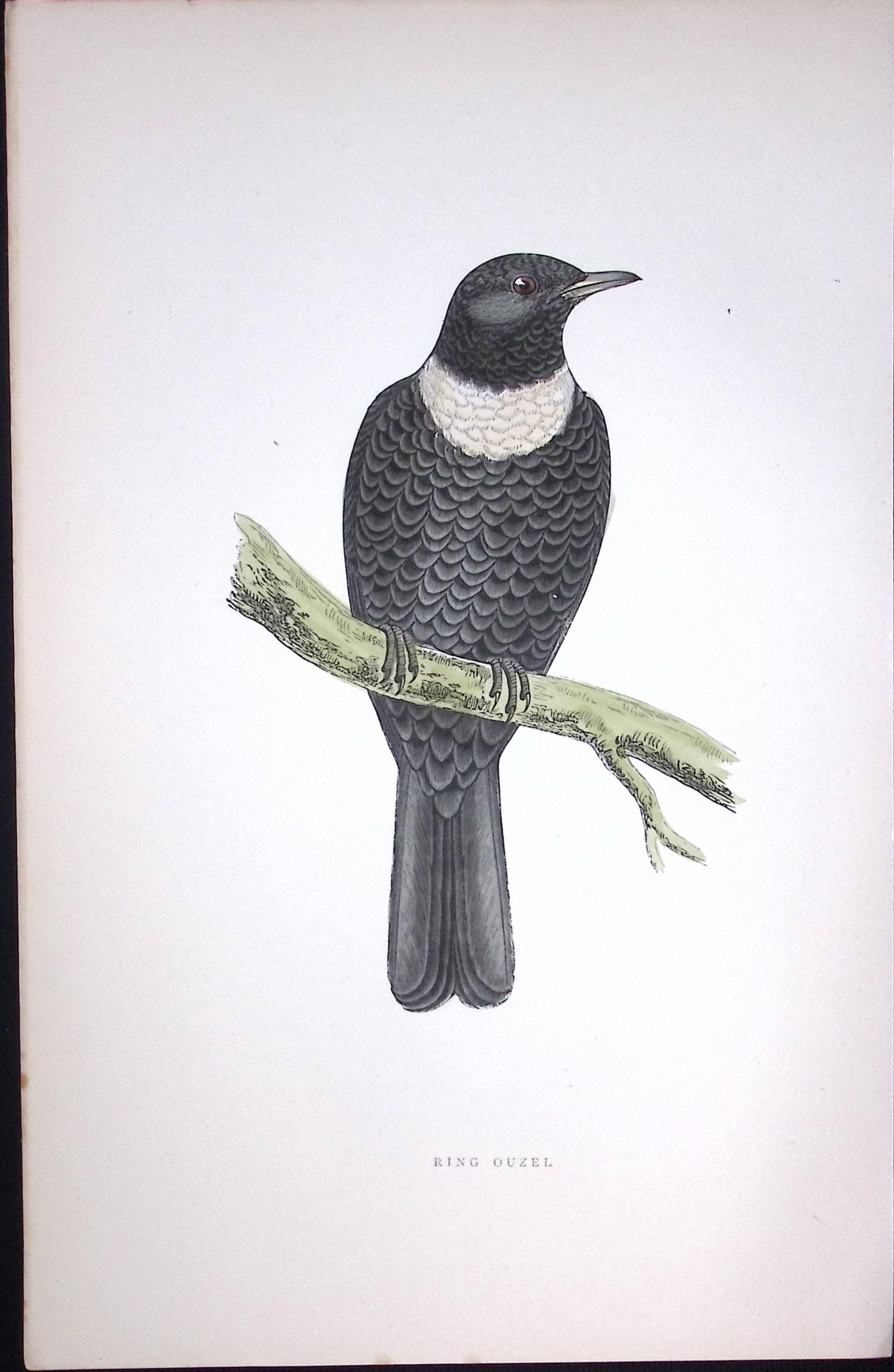 Ring Ouzel Rev Morris Antique History of British Birds 130 Years-Old Engraving-94 (1 of 1)