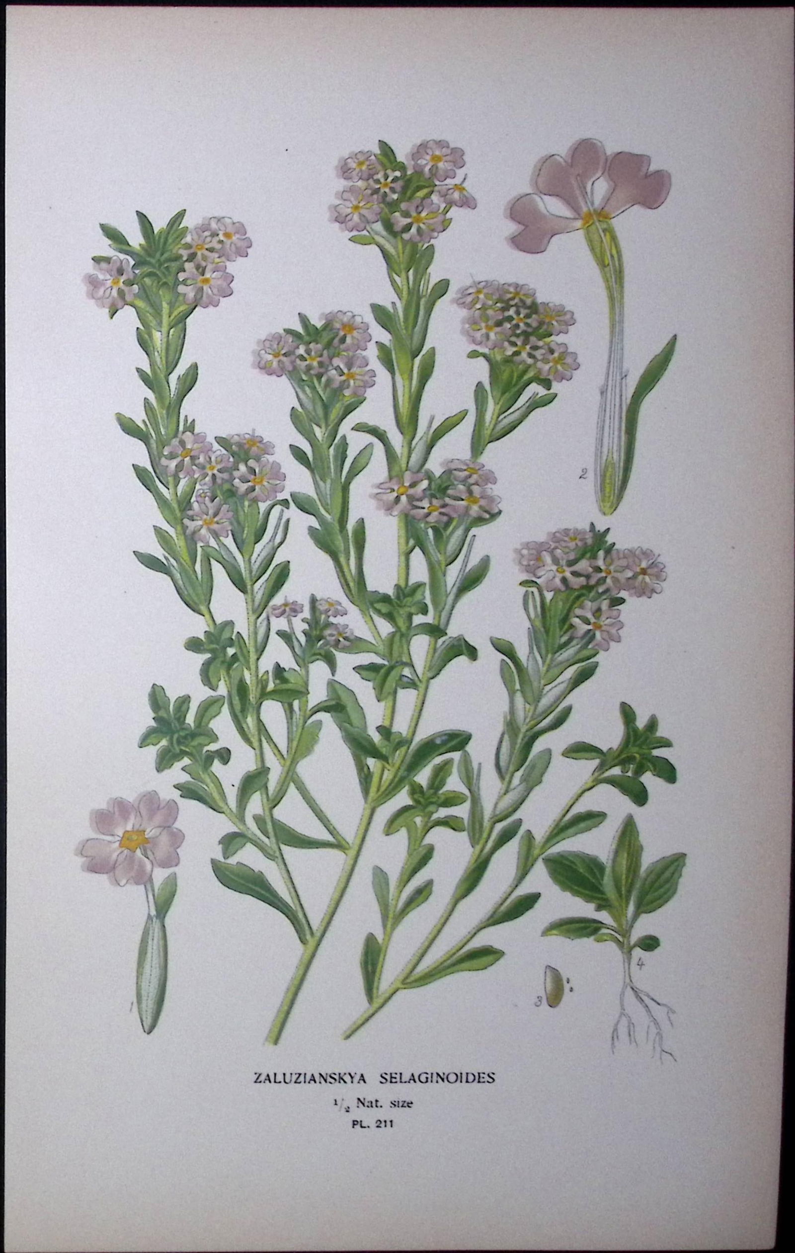 Downy Drumsticks Edward Step Rare Antique Botanical Book Plate-211 (1 of 1)