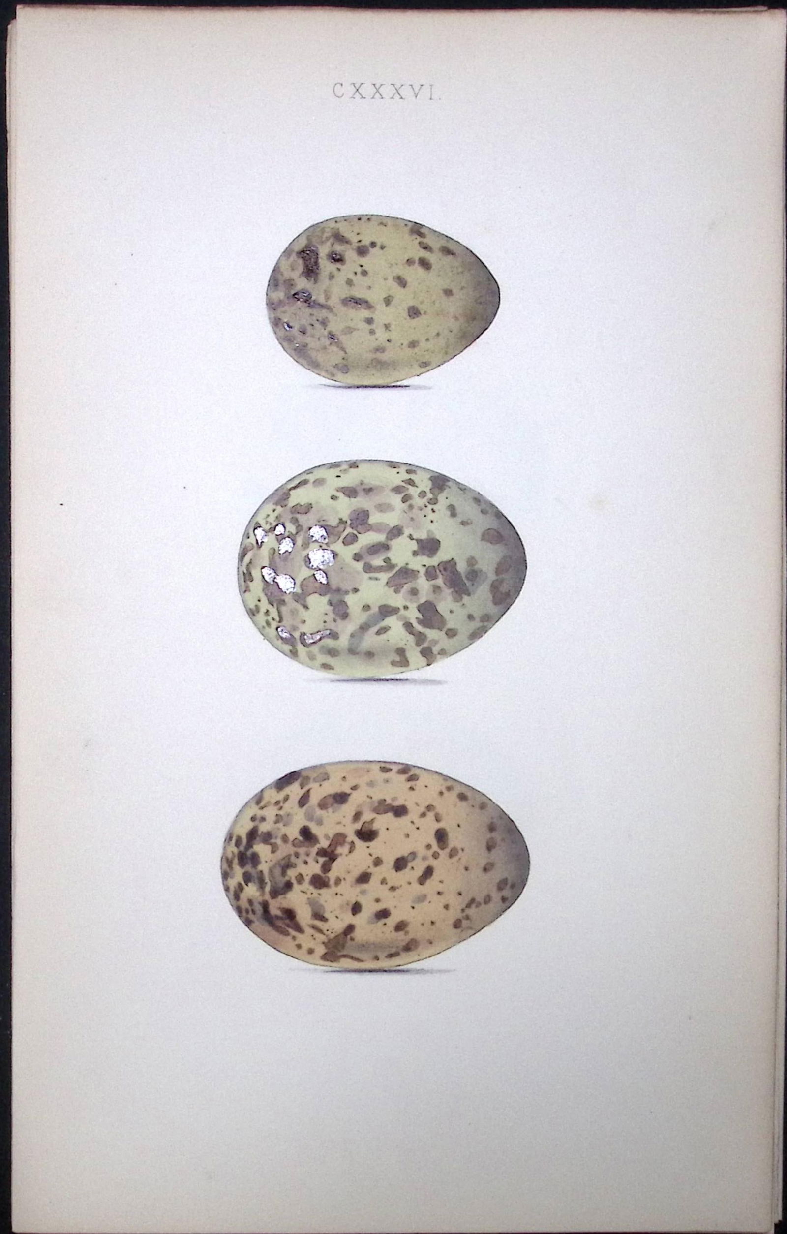 Kittiwake-William Hewitson Antique Nests & Eggs of British Birds Print-104: Title: Kittiwake-William Hewitson Antique Nests & Eggs of British Birds Print-104 Description: This Antique Print Was Removed From a 170 Years-Old Edition William Hewitson. <