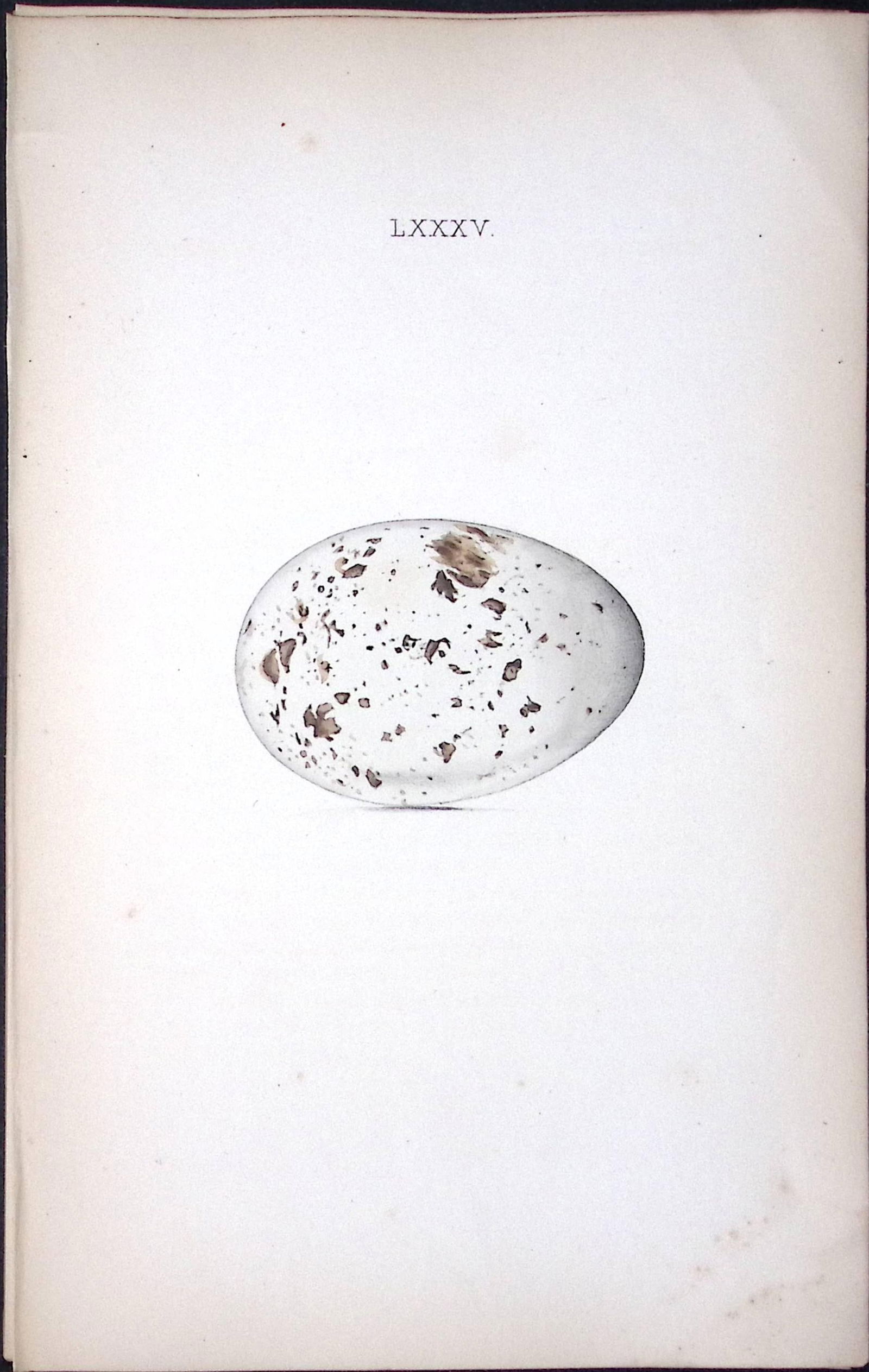 Spoonbill -William Hewitson Antique Nests & Eggs of British Birds Print-80: Title: Spoonbill -William Hewitson Antique Nests & Eggs of British Birds Print-80 Description: This Antique Print Was Removed From a 170 Years-Old Edition William Hewitson. Coloured