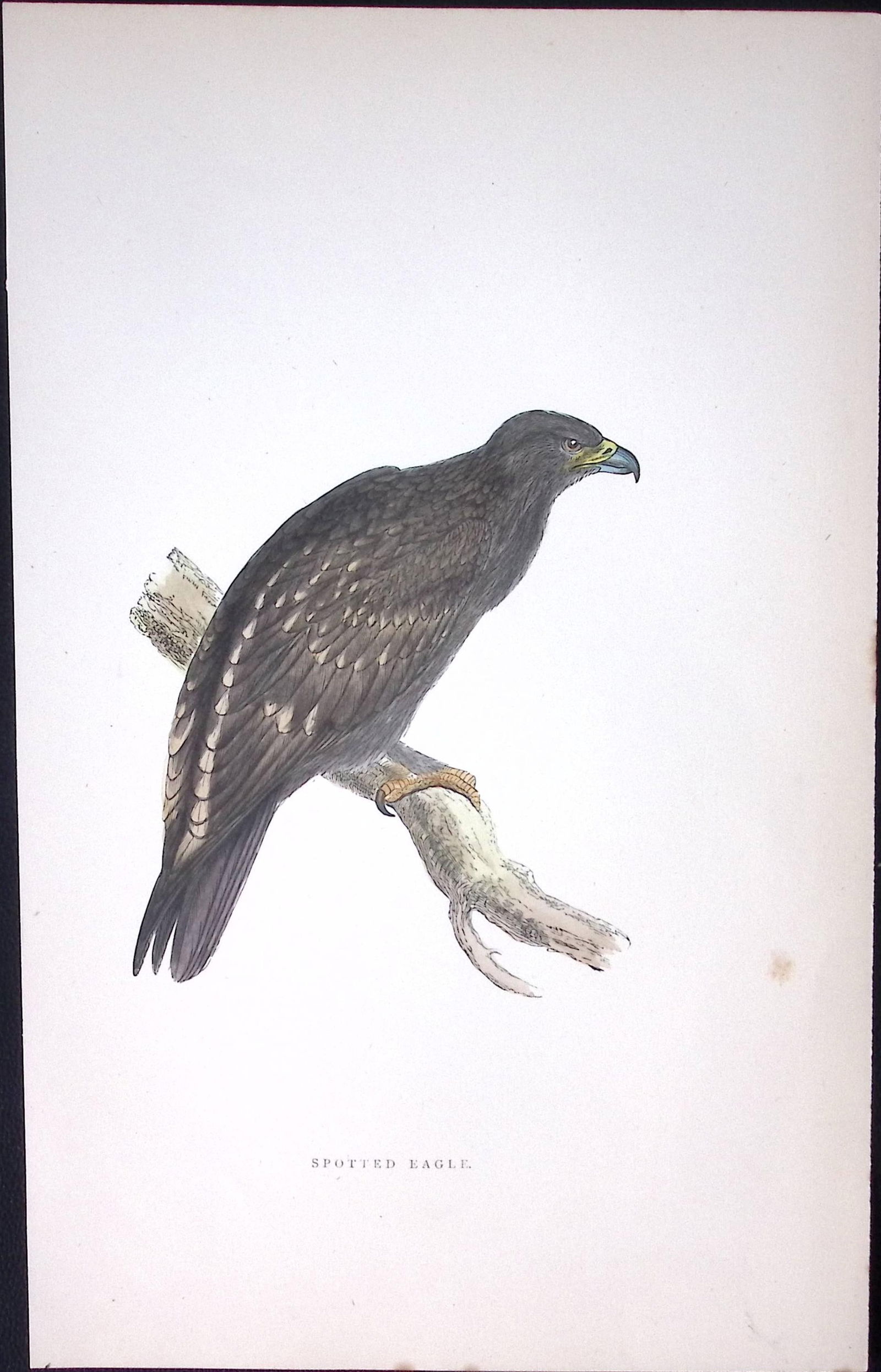 Spotted Eagle Rev Morris Antique History of British Birds 130 Years-Old Engraving-15 (1 of 1)