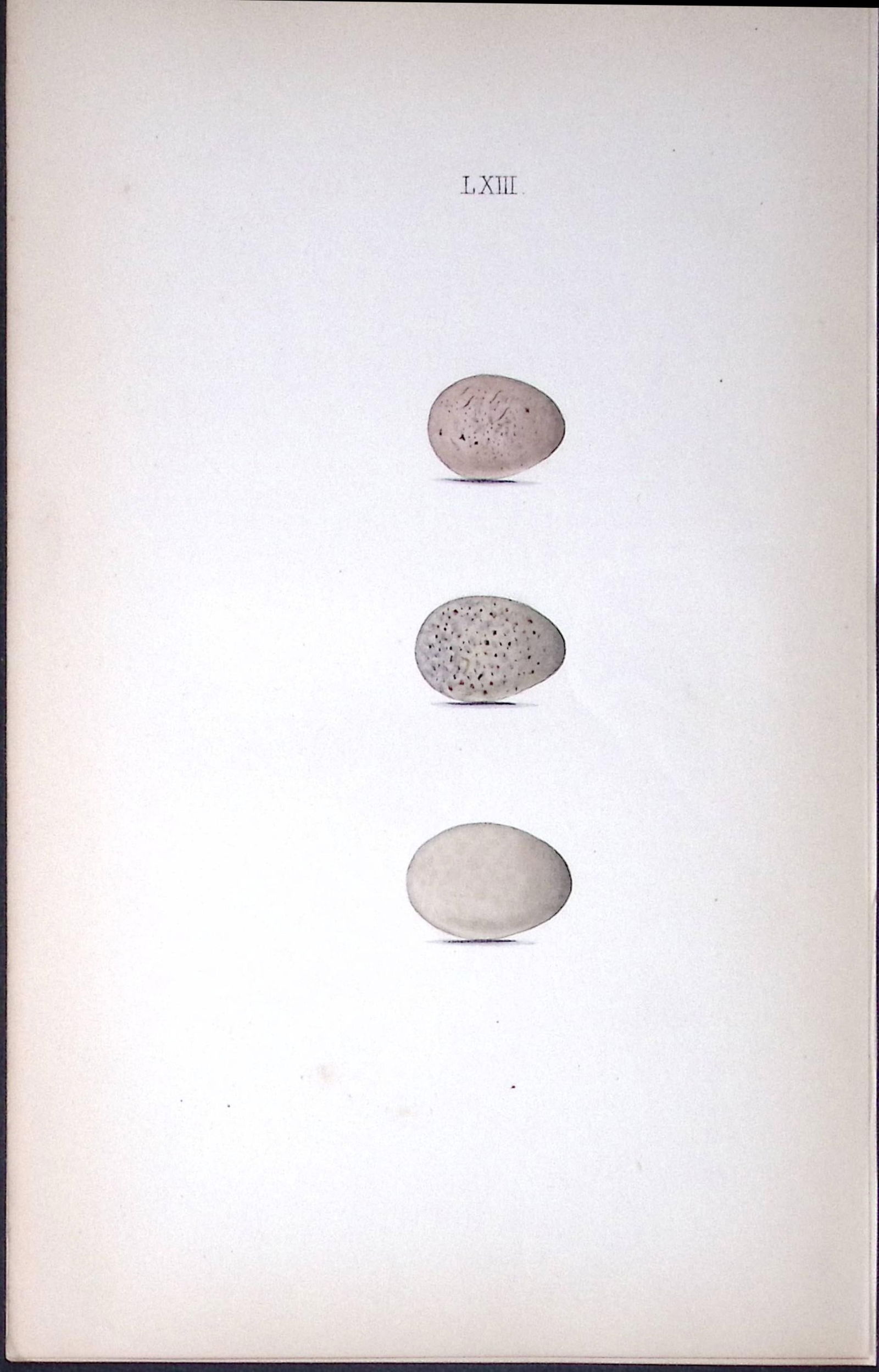 The Cuckoo Family William Hewitson Antique Nests & Eggs of British Birds Print-53: Title: The Cuckoo Family William Hewitson Antique Nests & Eggs of British Birds Print-53 Description: This Antique Print Was Removed From a 170 Years-Old Edition William Hewitson