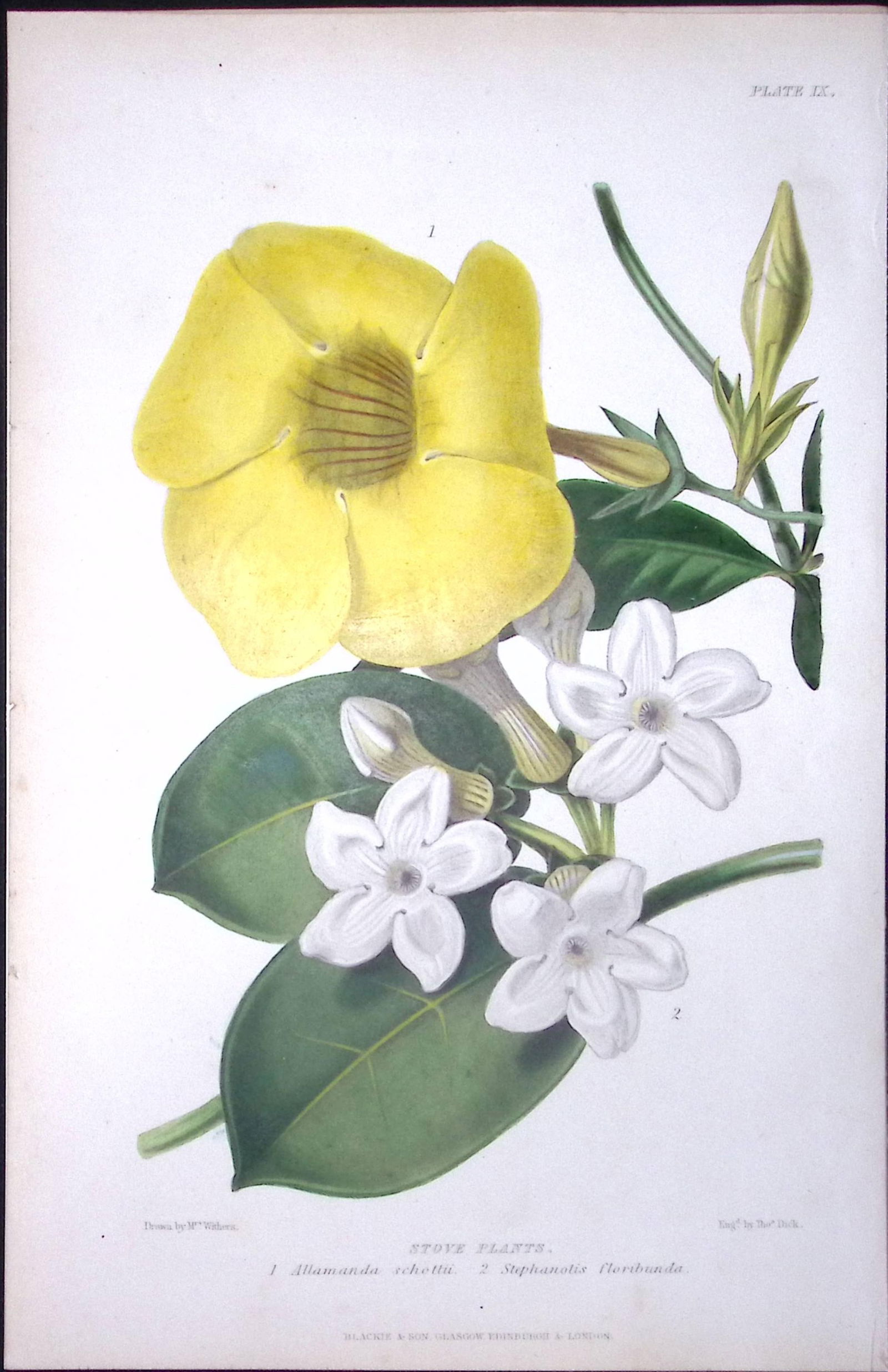 Stove Plants - Allamanda and Stephabotis Flower Antique Hand Coloured Print-2: Title: Stove Plants - Allamanda and Stephabotis Flower Antique Hand Coloured Print-2 Description: This Illustration Was Removed from a Robert Thompson 1859 Antique Edition the Gardener