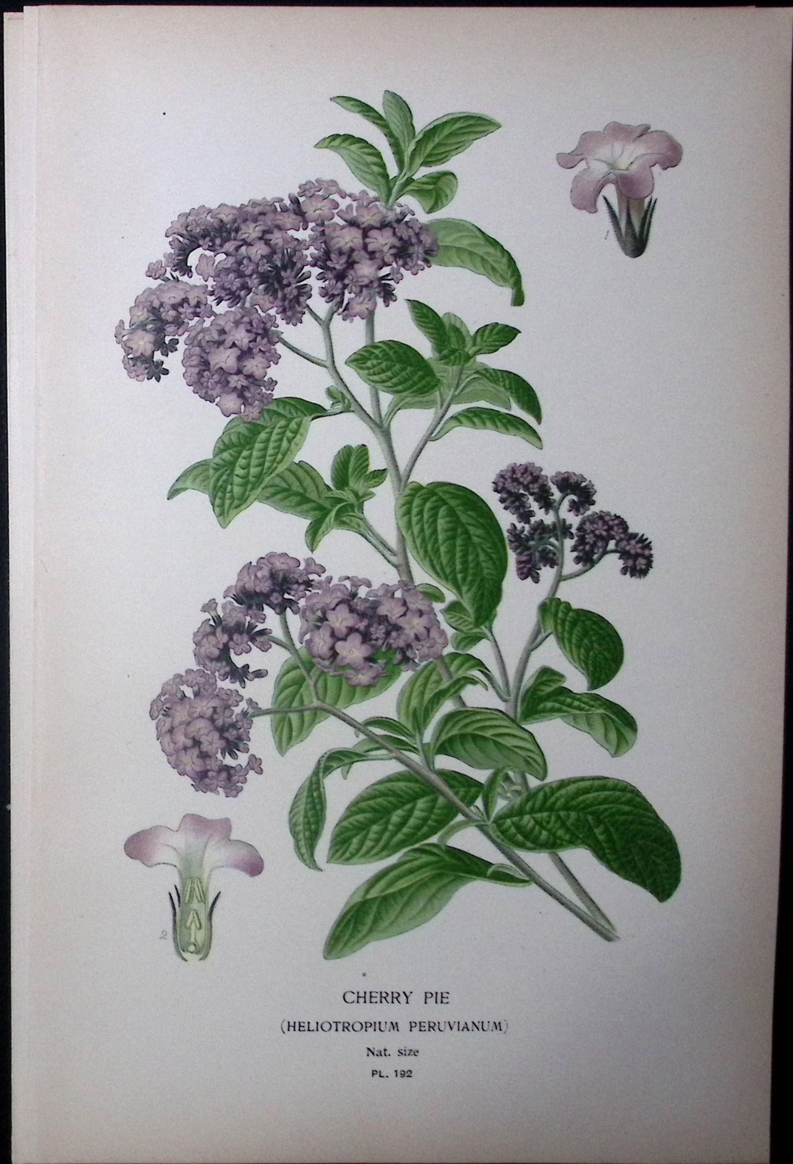 Cherry Pie Edward Step Rare Antique Botanical Book Plate-192 (1 of 1)