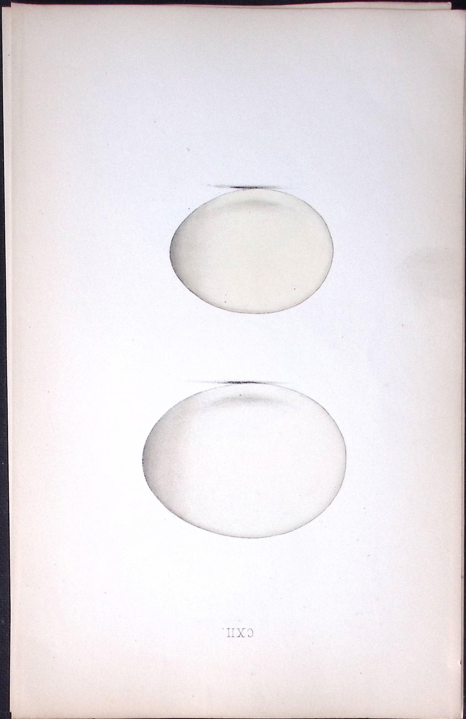 Shieldrake Duck -William Hewitson Antique Nests & Eggs of British Birds Print-38: Title: Shieldrake Duck -William Hewitson Antique Nests & Eggs of British Birds Print-38 Description: This Antique Print Was Removed From a 170 Years-Old Edition William Hewitson.