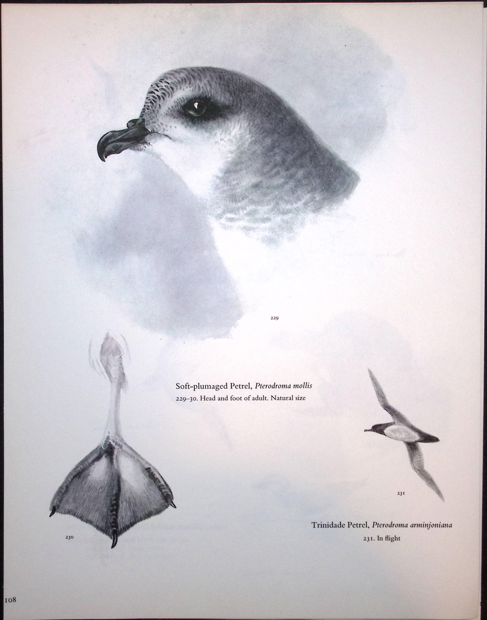 Job-Lot Wilson's Birds of the Antarctic Vintage Coloured Illustrations-4 - 3