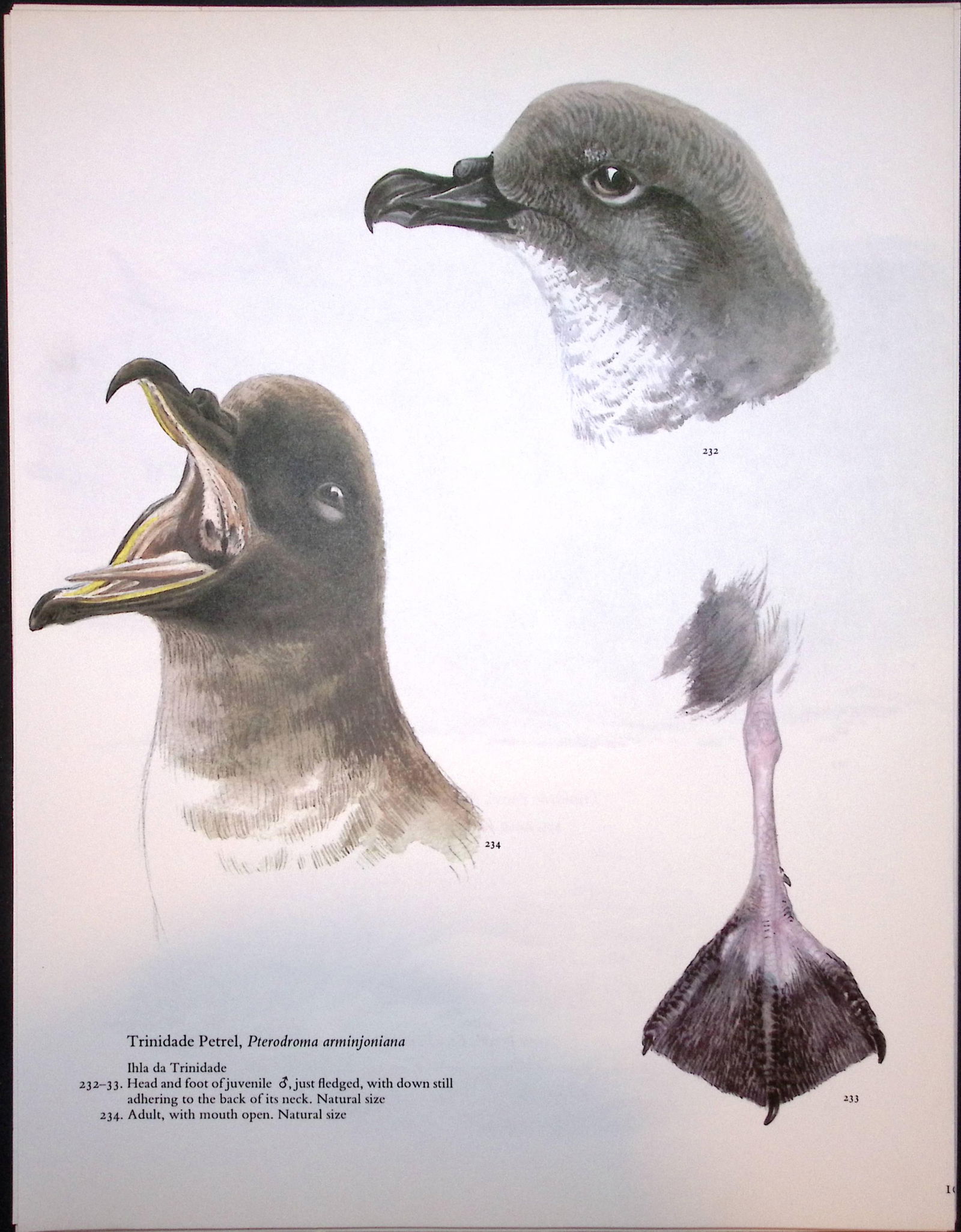 Job-Lot Wilson's Birds of the Antarctic Vintage Coloured Illustrations-4 - 4