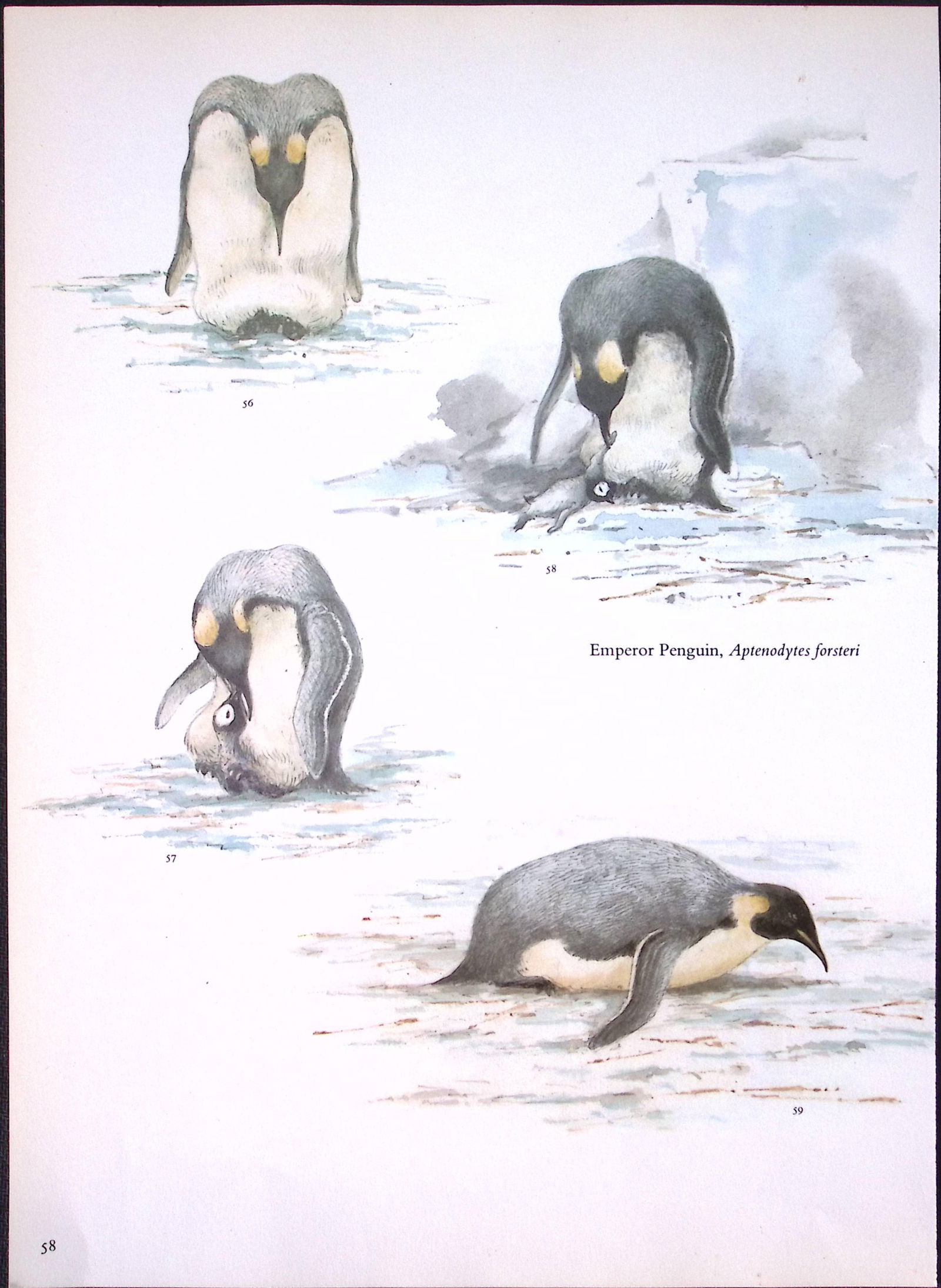 Job-Lot Wilson's Birds of the Antarctic Vintage Coloured Illustrations-4 - 6